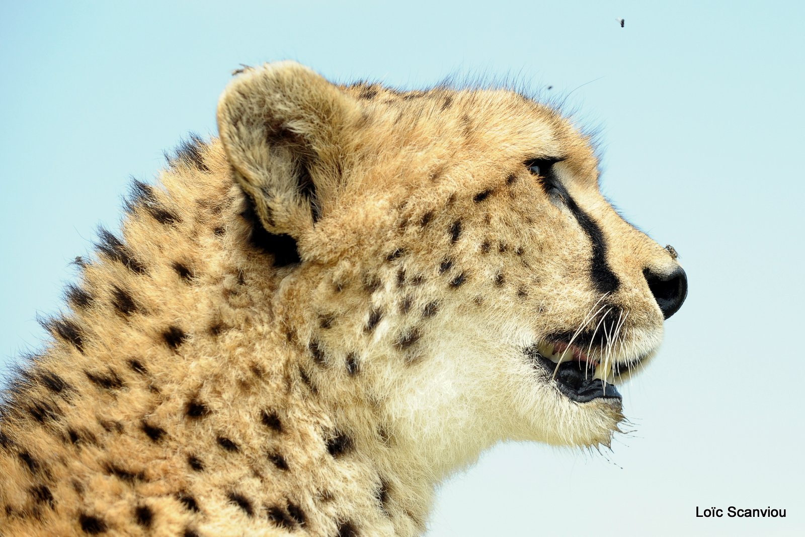 Guépard/Cheetah (30)