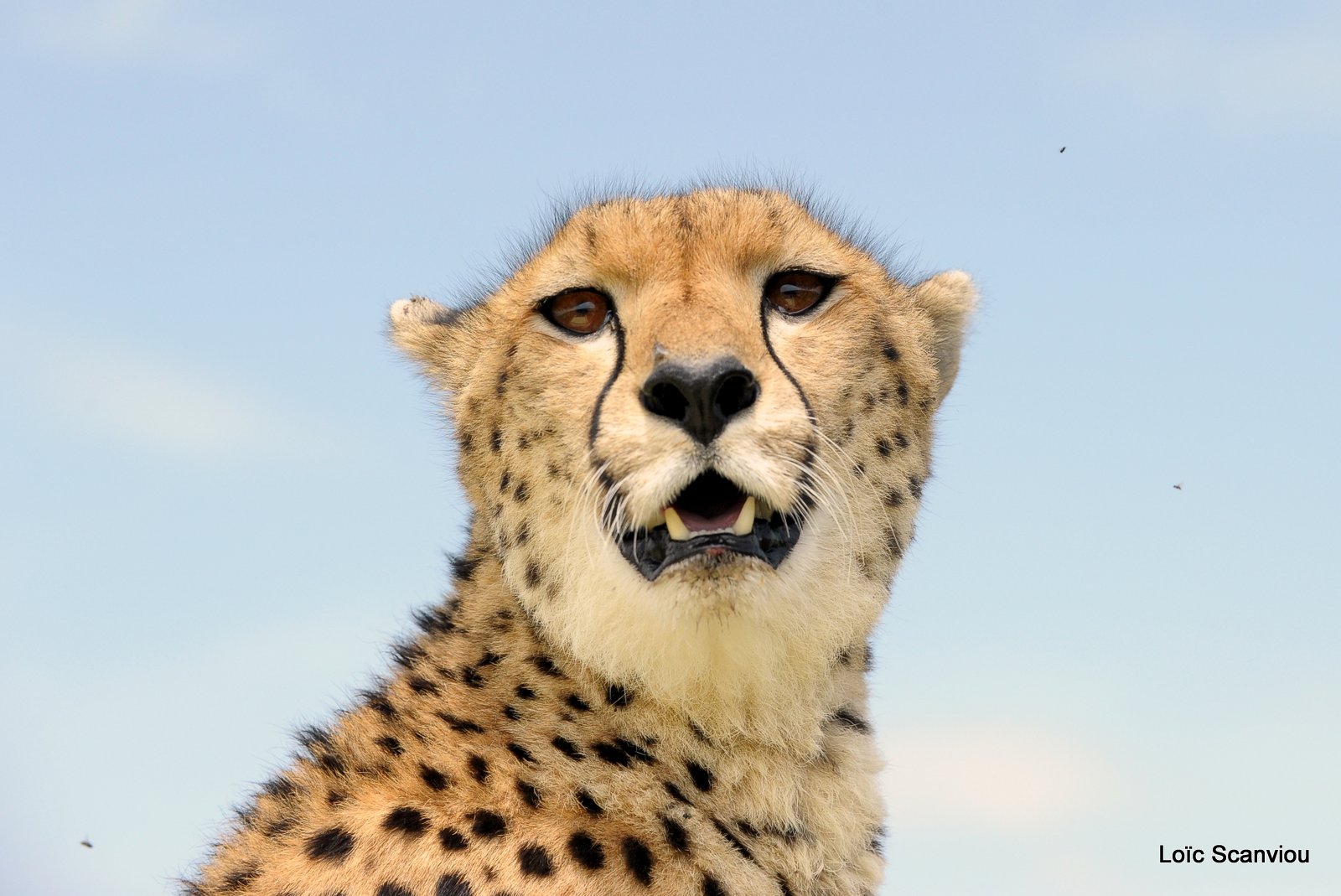 Guépard/Cheetah (31)