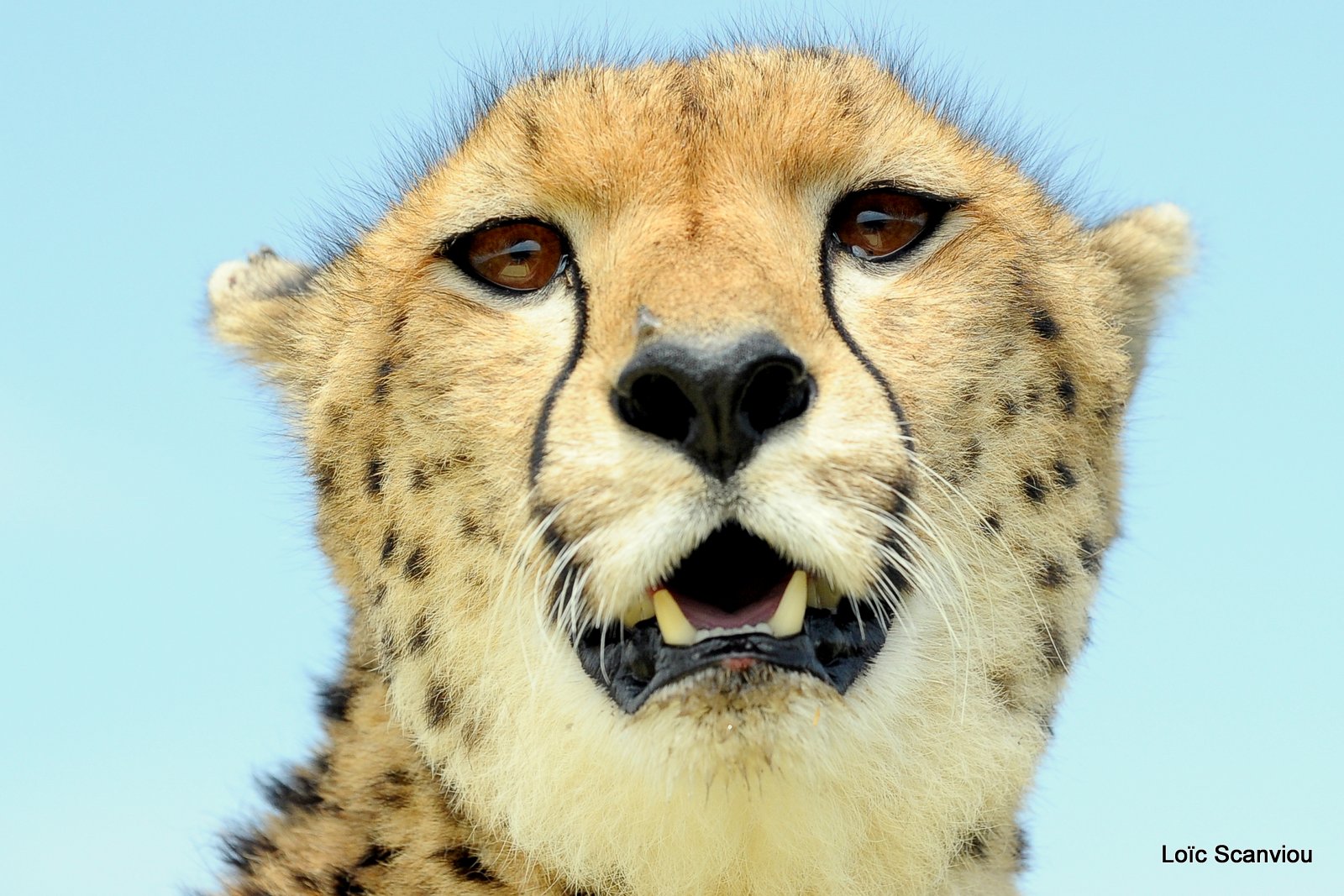 Guépard/Cheetah (32)