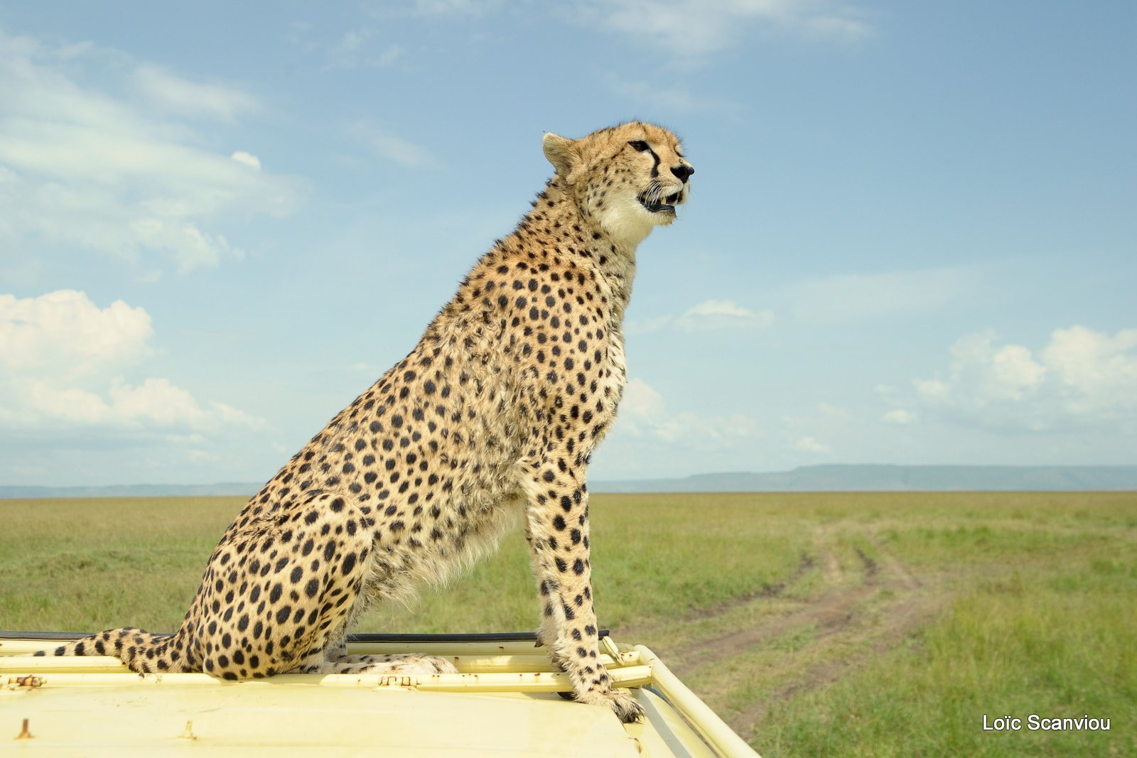 Guépard/Cheetah (33)