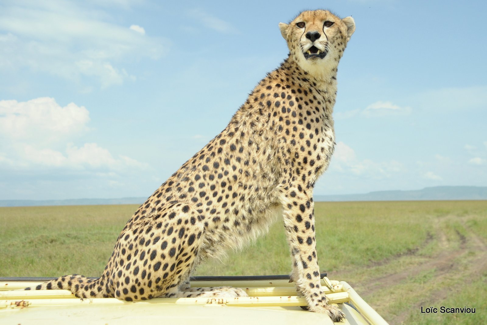 Guépard/Cheetah (34)