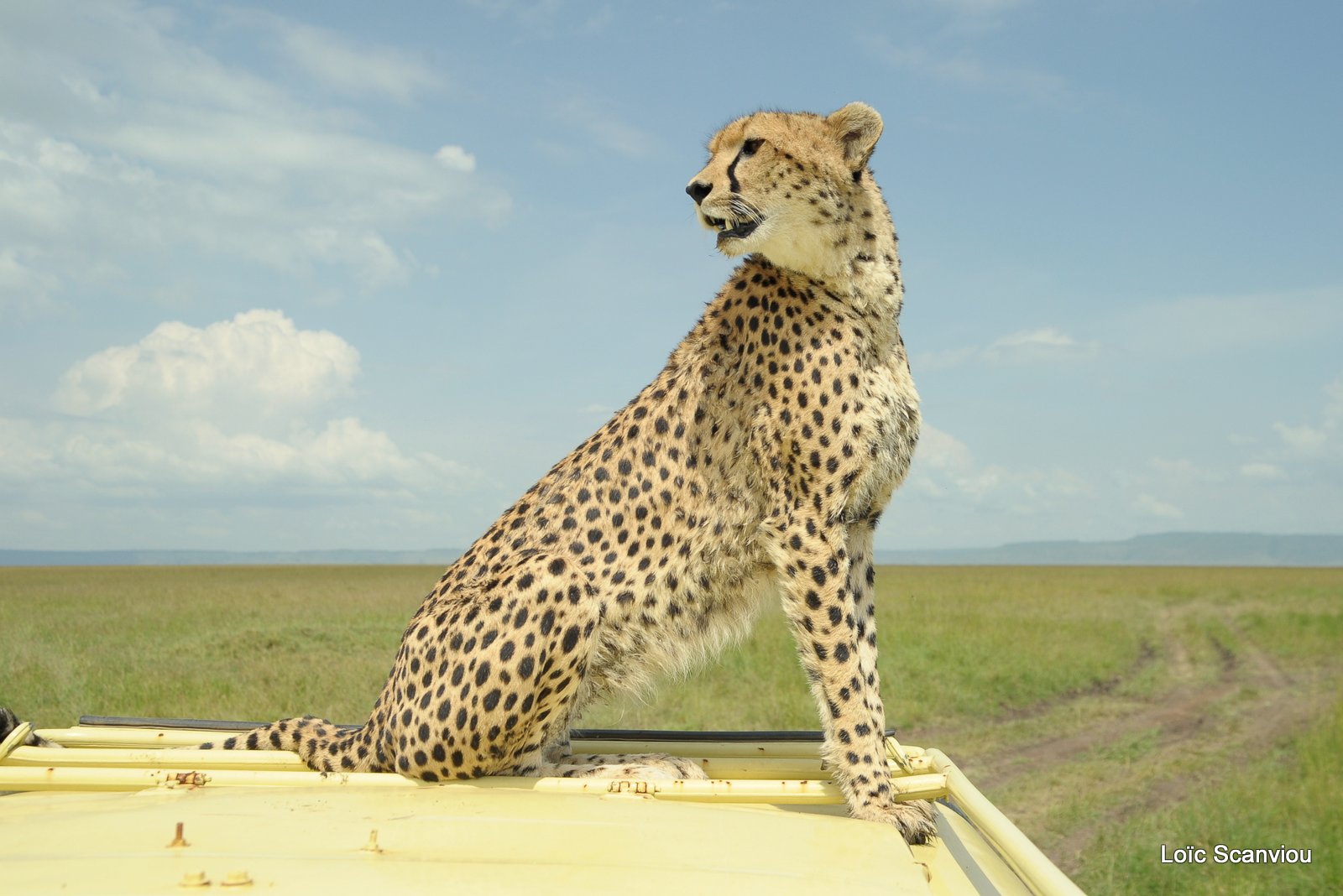 Guépard/Cheetah (35)