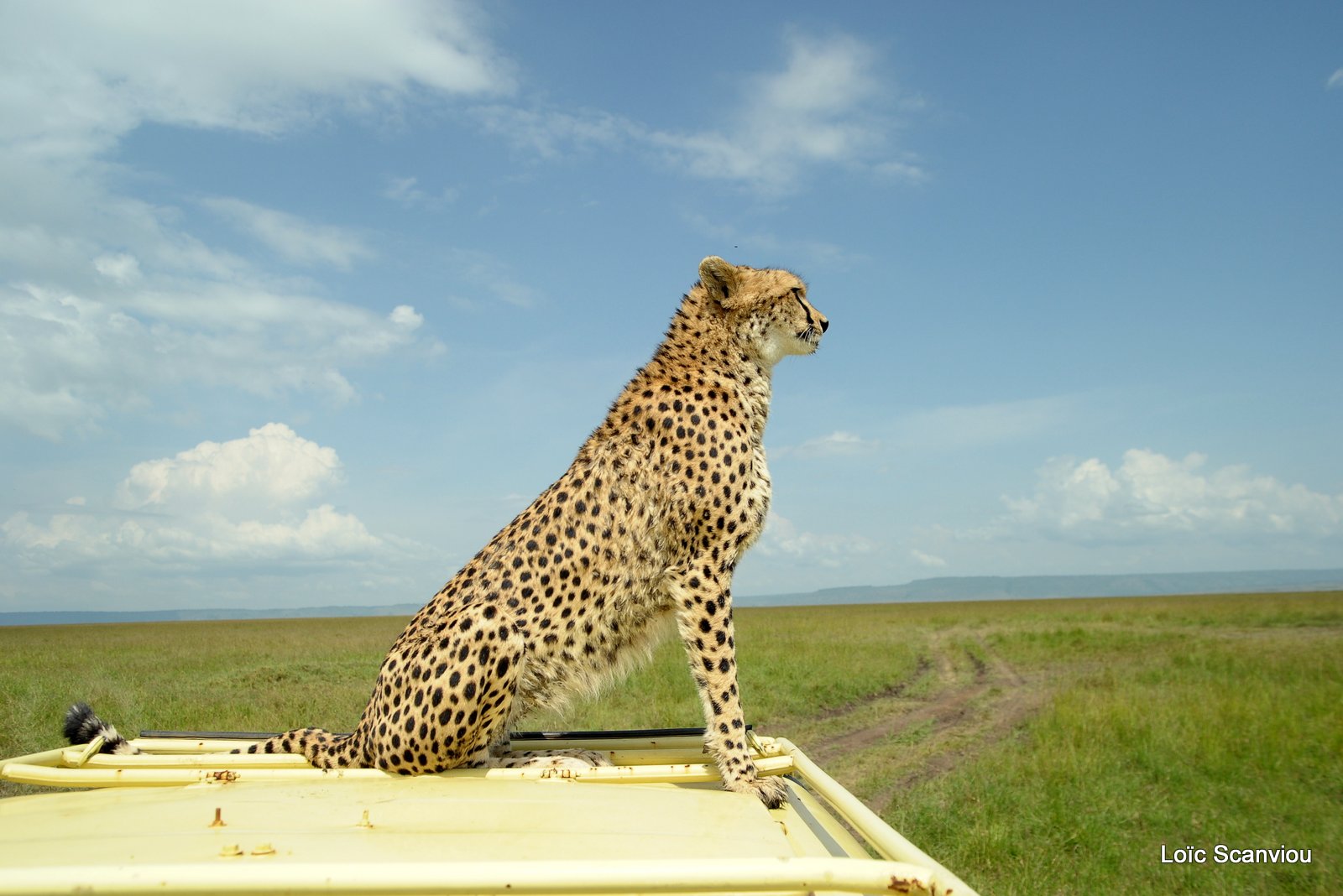 Guépard/Cheetah (36)
