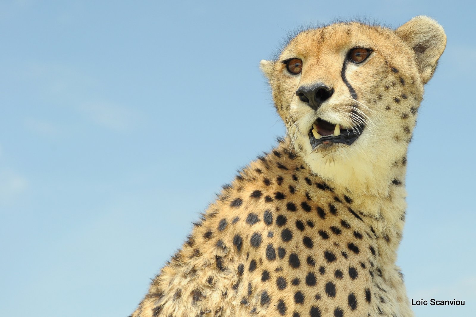 Guépard/Cheetah (37)