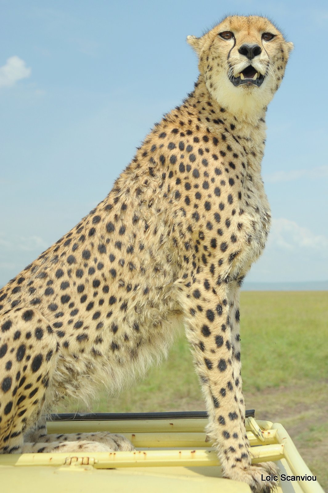 Guépard/Cheetah (38)