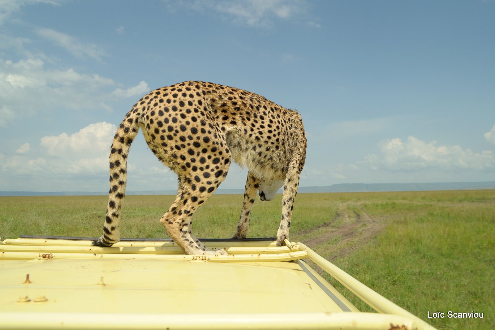 Guépard/Cheetah (39)