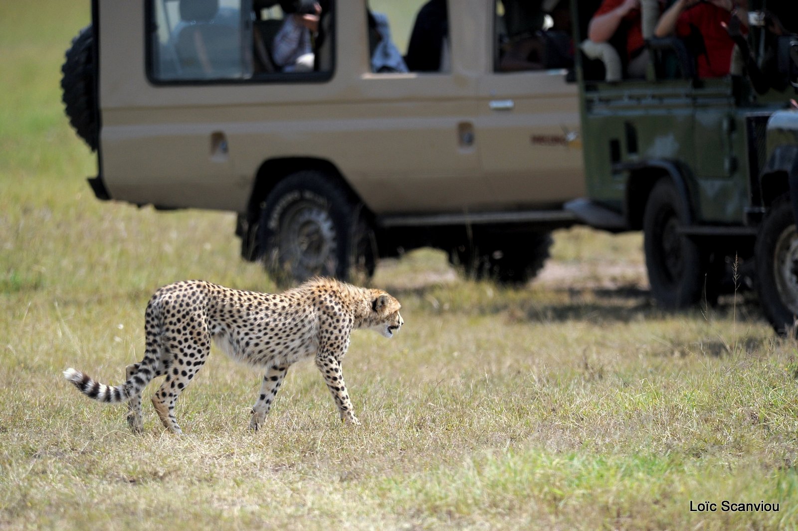 Guépard/Cheetah (40)