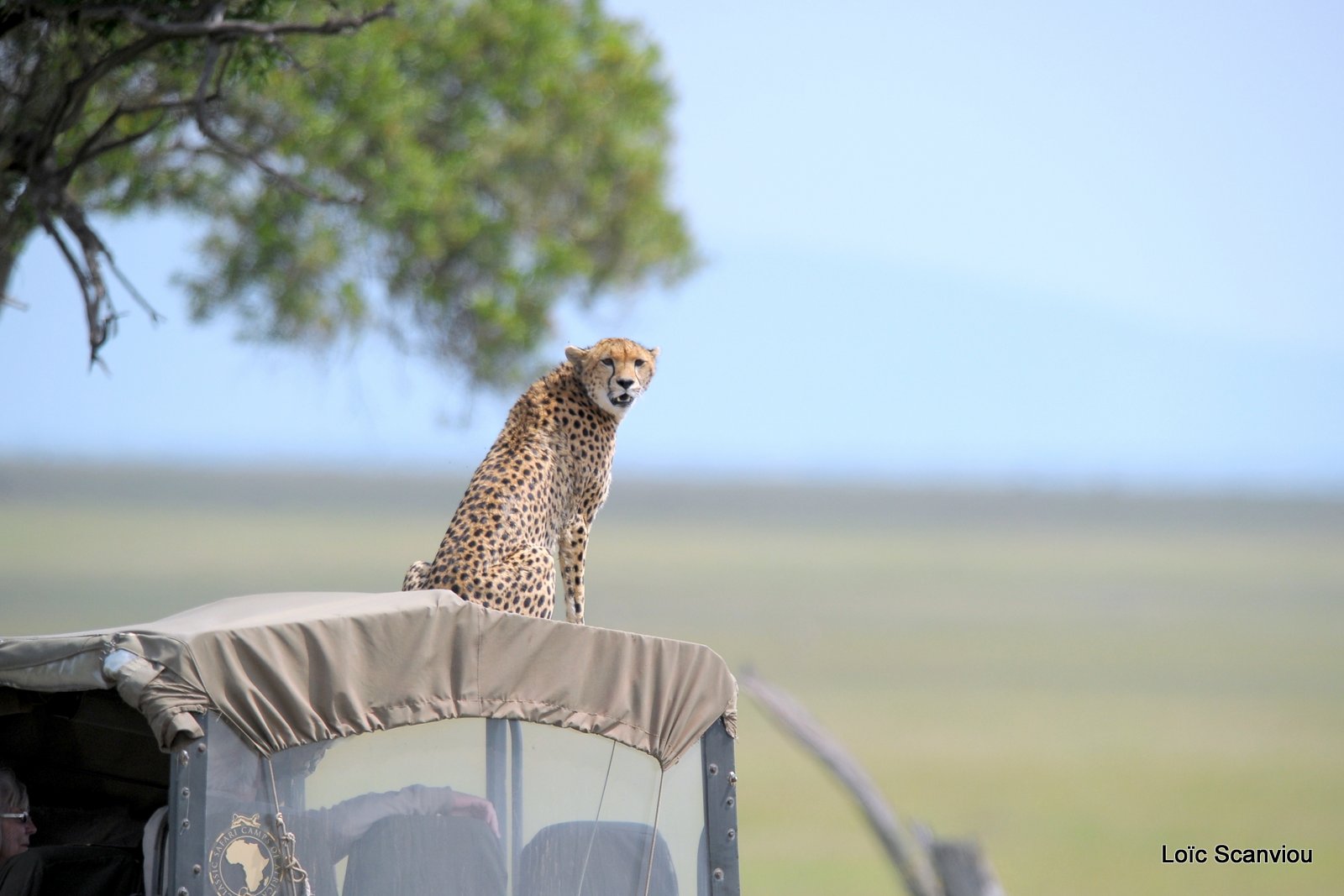 Guépard/Cheetah (41)