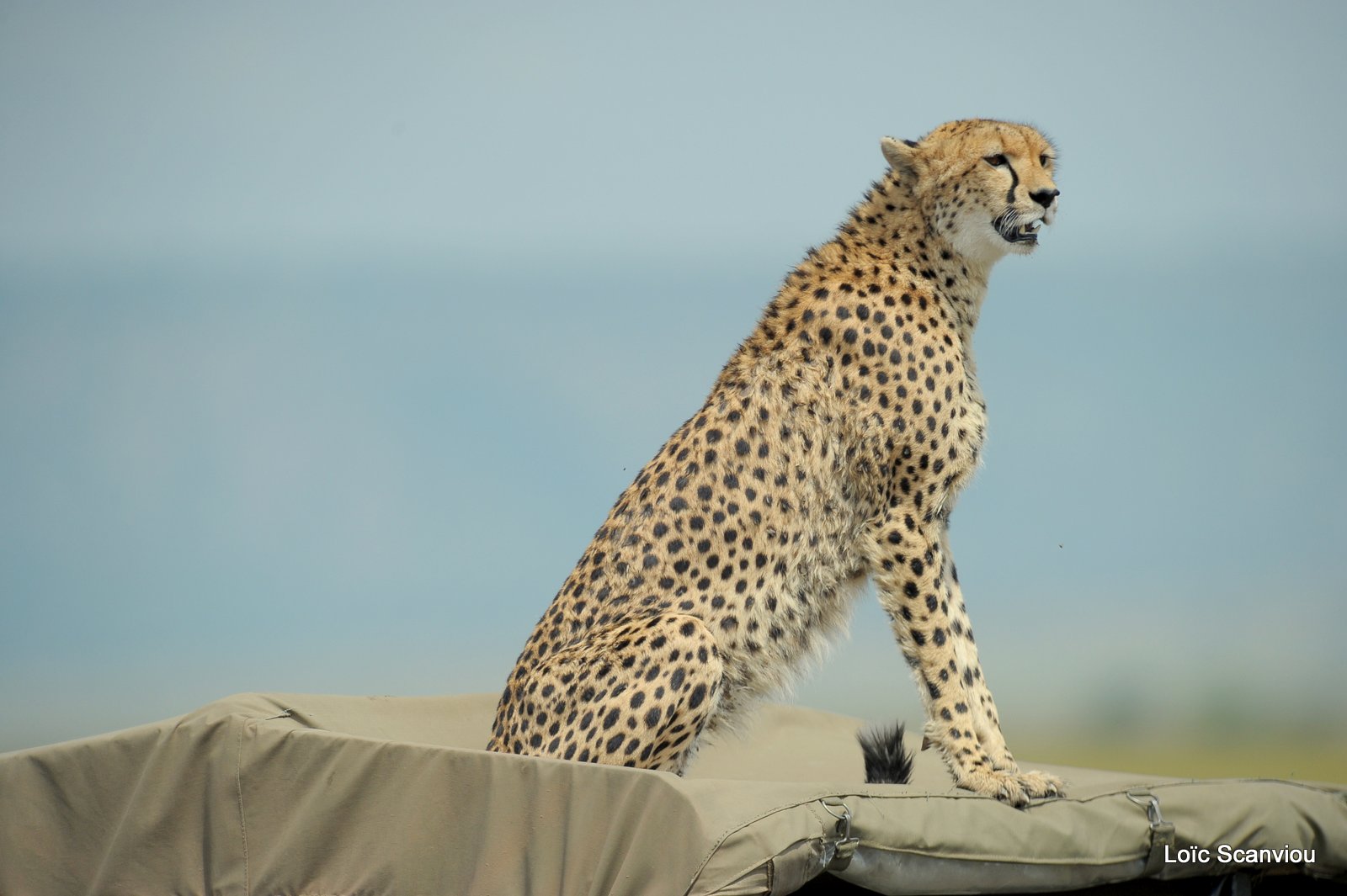 Guépard/Cheetah (42)