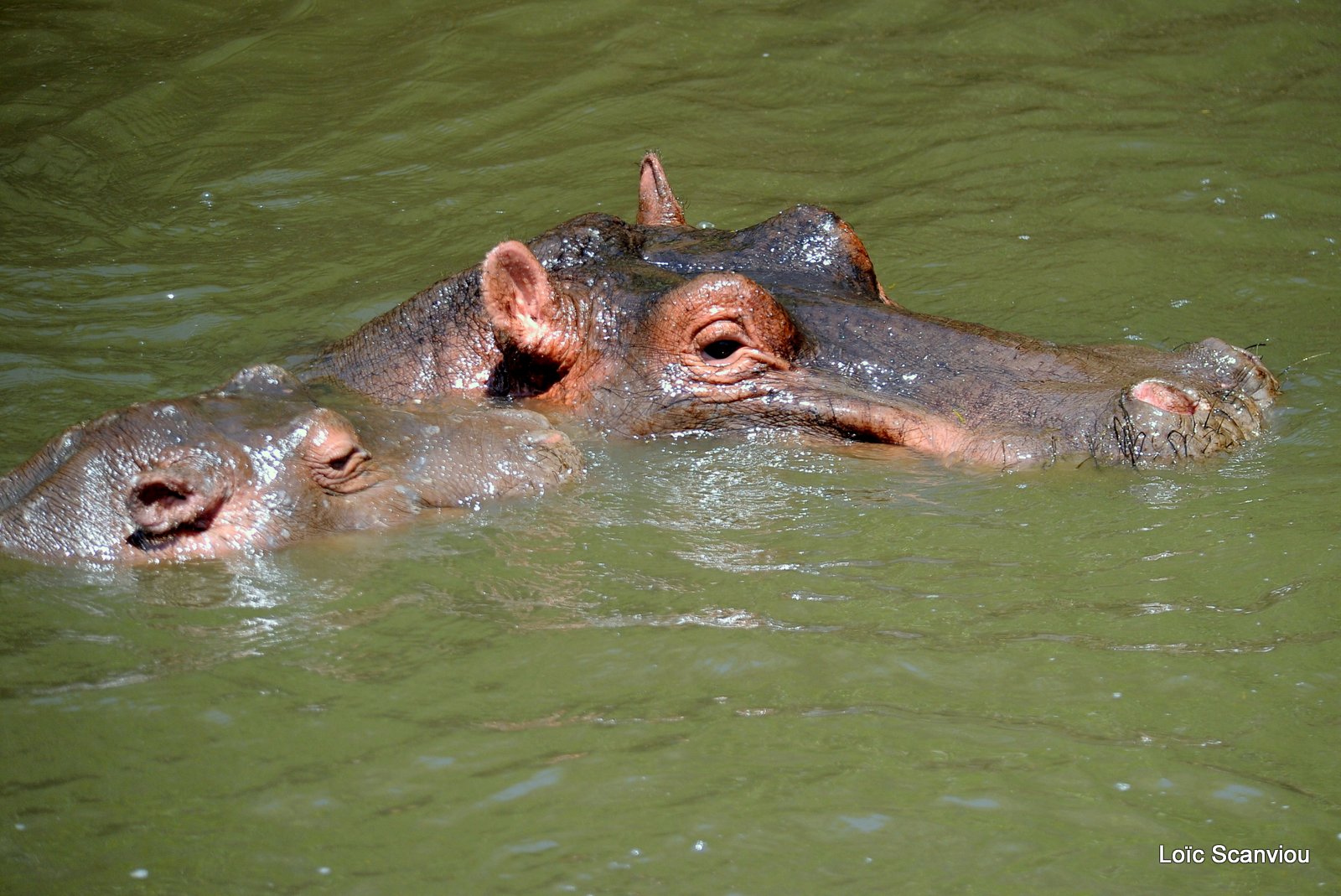 Hippopotame/Hippopotamus (2)