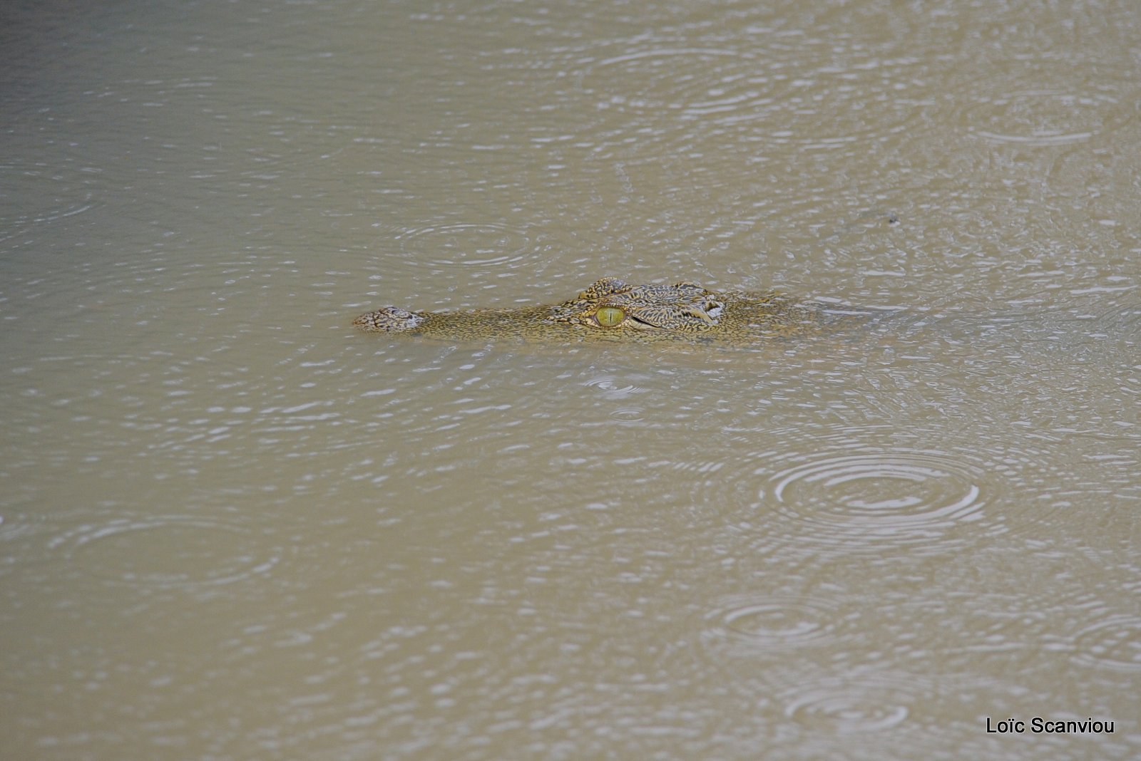 Crocodile (1)