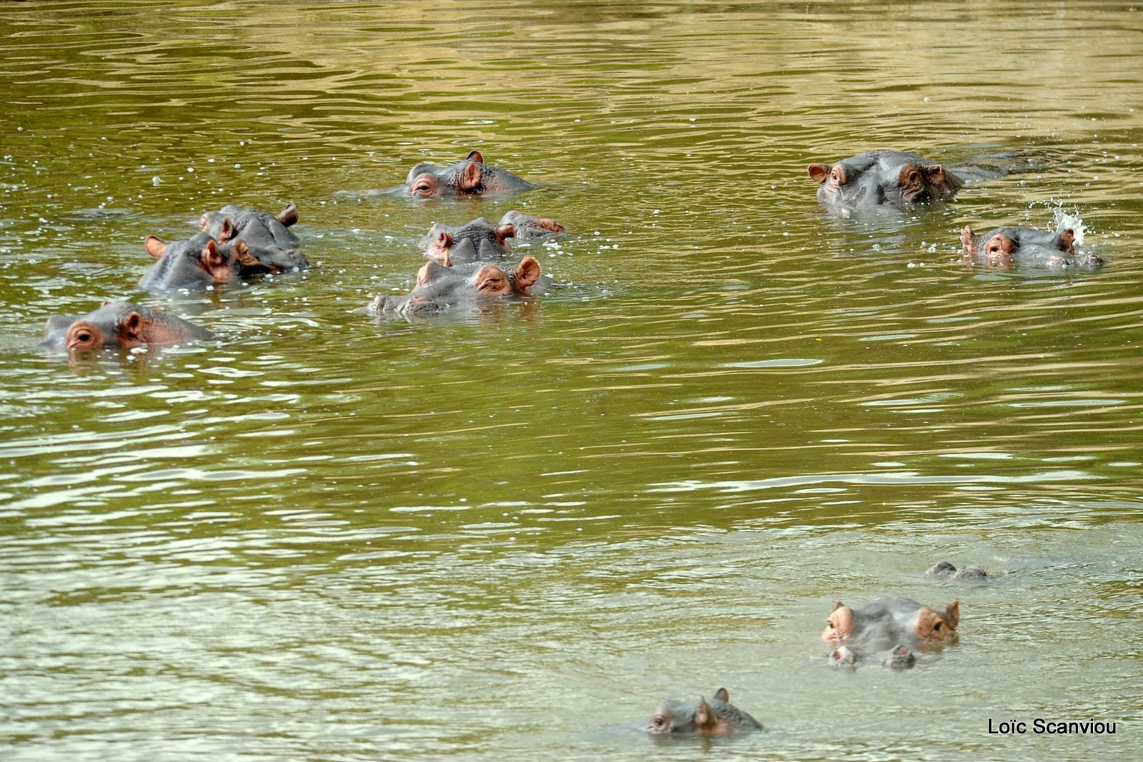 Hippopotame/Hippopotamus (3)