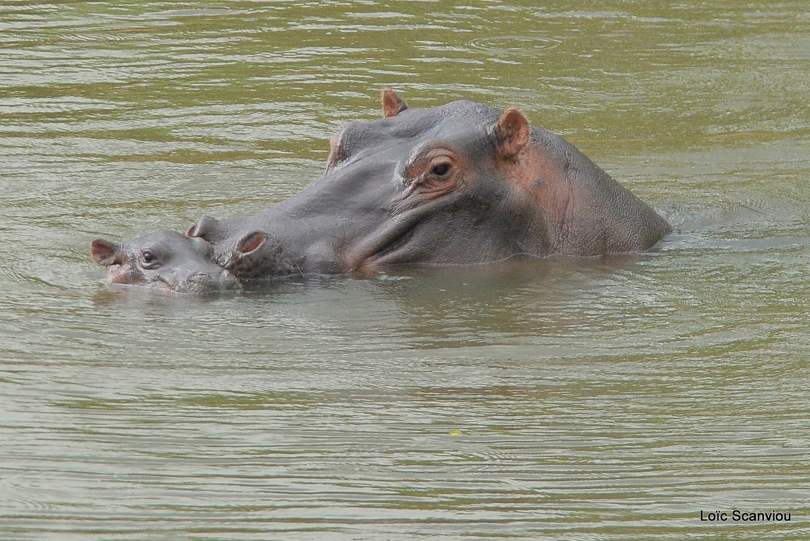 Hippopotame/Hippopotamus (4)