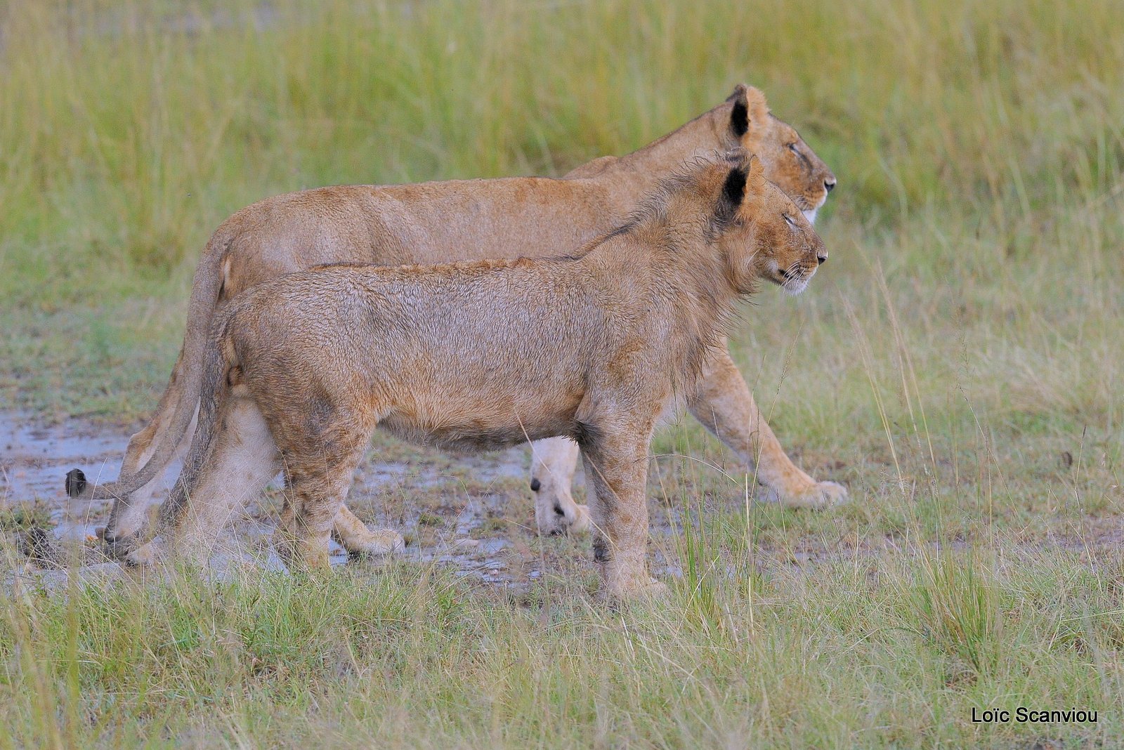 Lion (32)