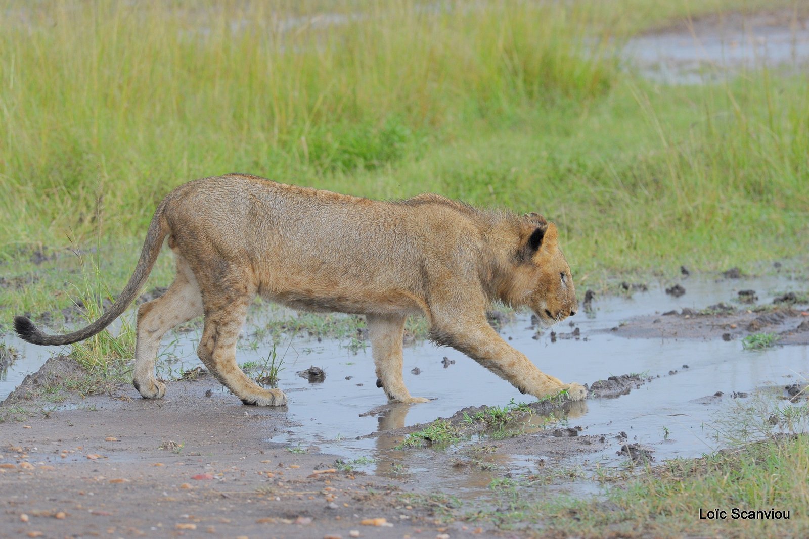 Lion (33)