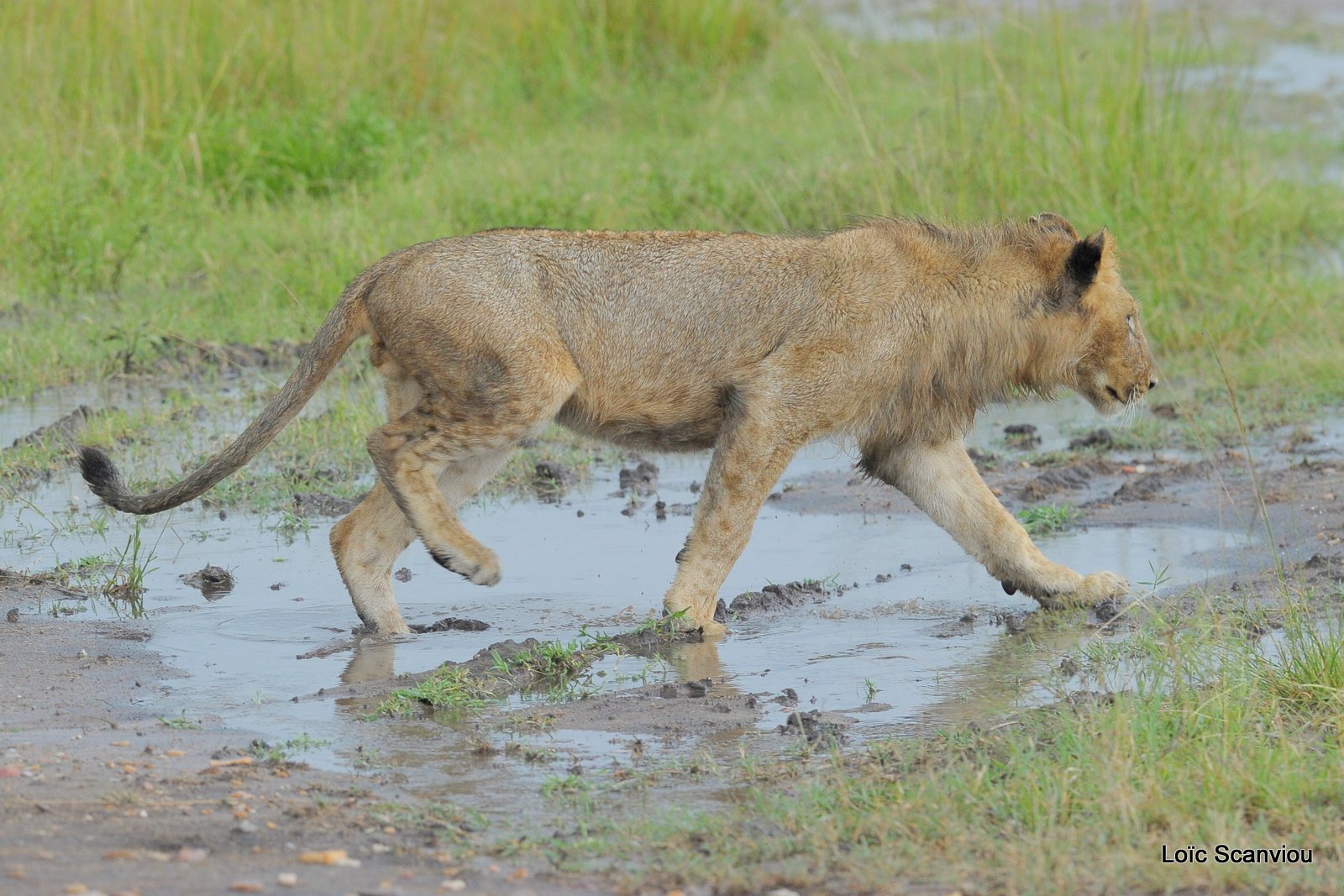 Lion (34)