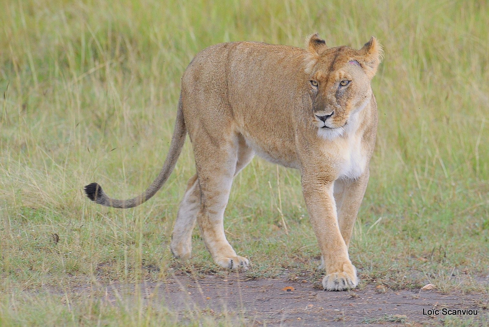 Lion (35)
