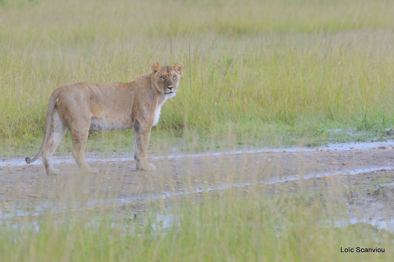 Lion (36)