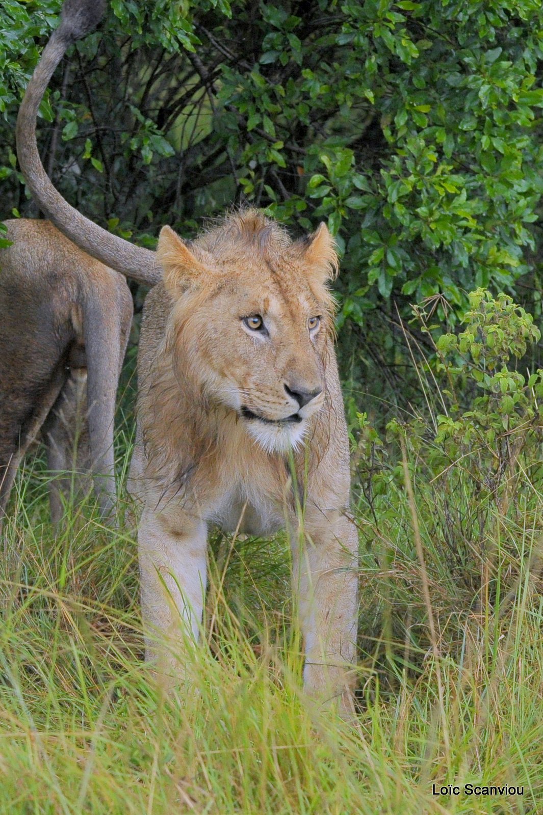 Lion (38)
