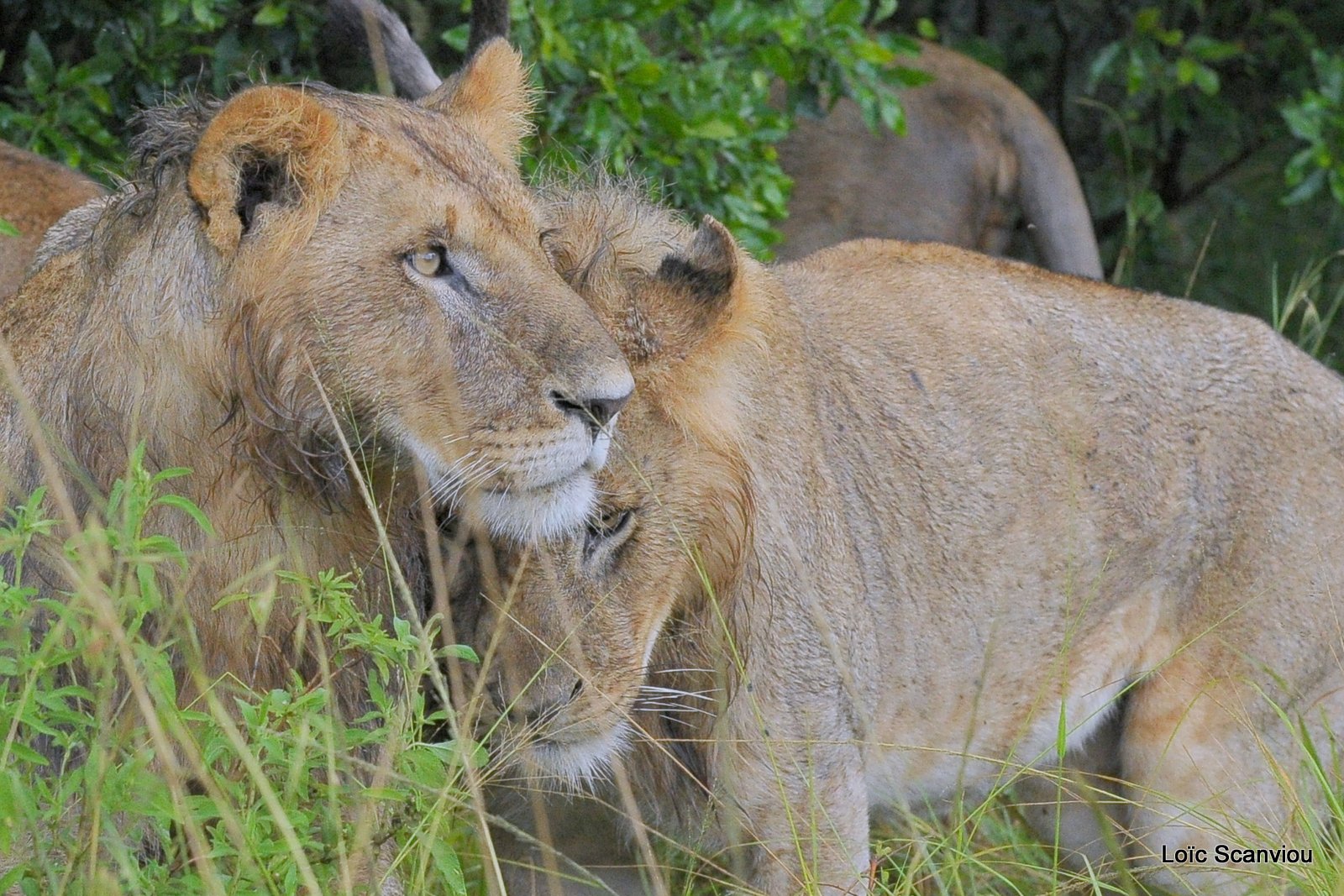 Lion (39)