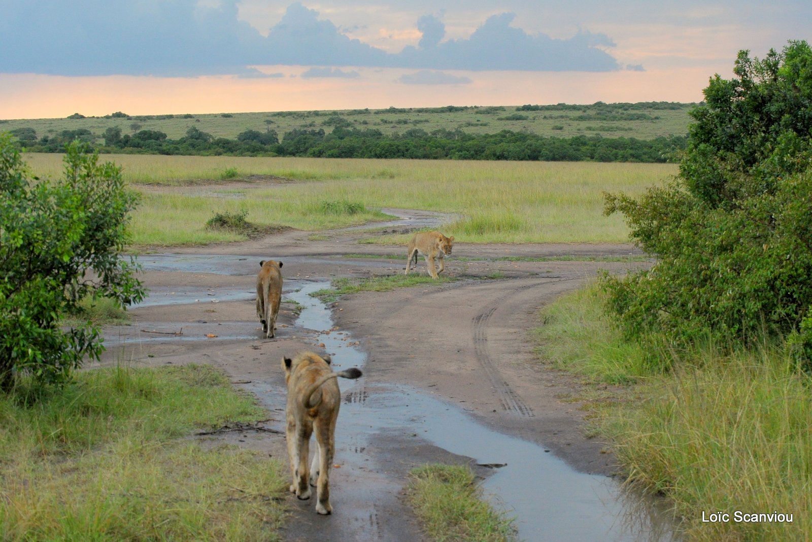 Lion (40)