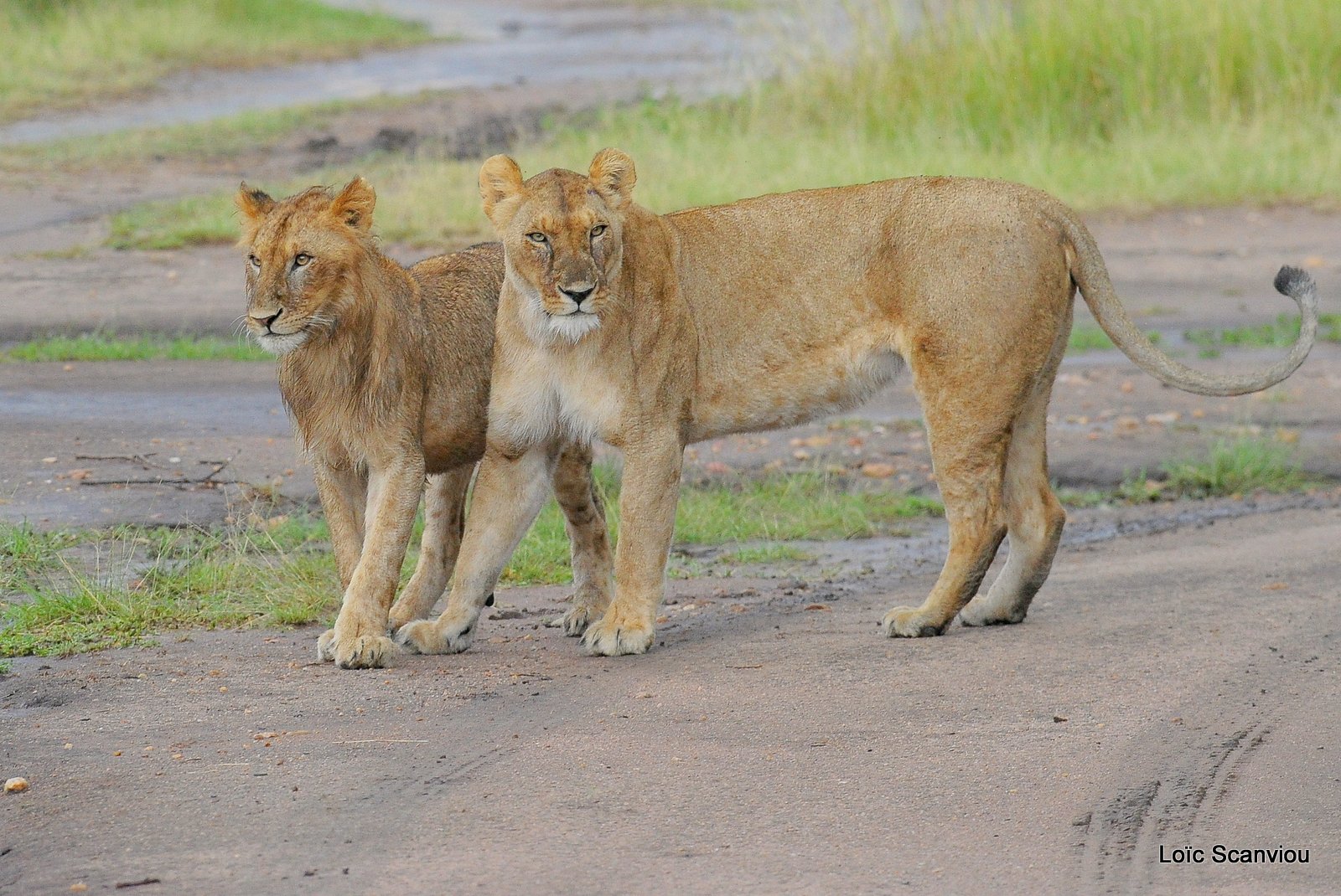 Lion (42)