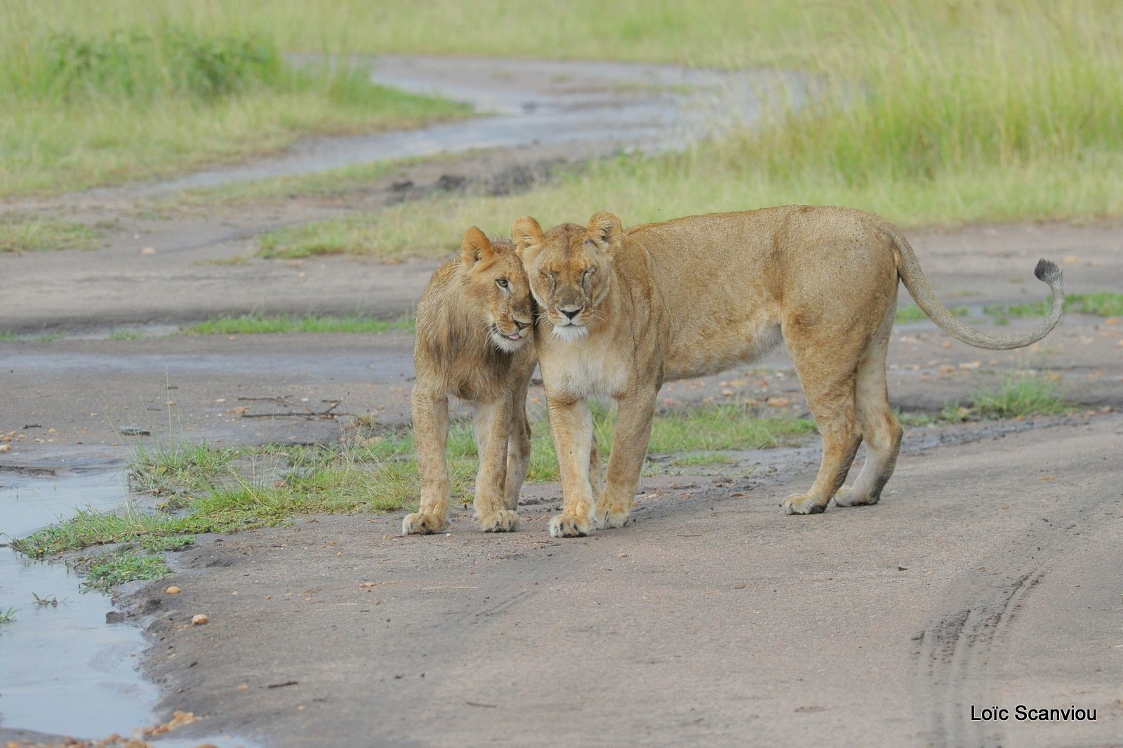 Lion (43)