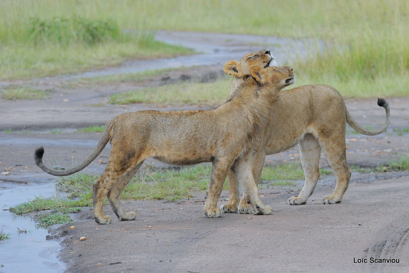 Lion (44)