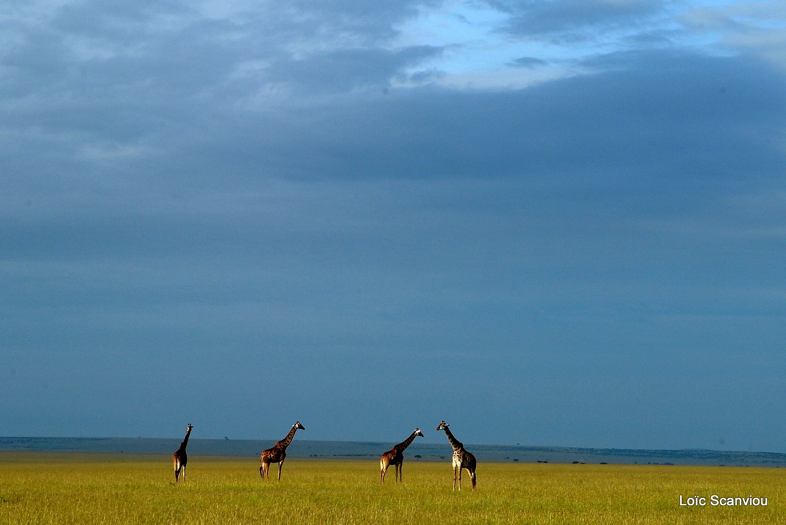 Girafe/Giraffe (6)