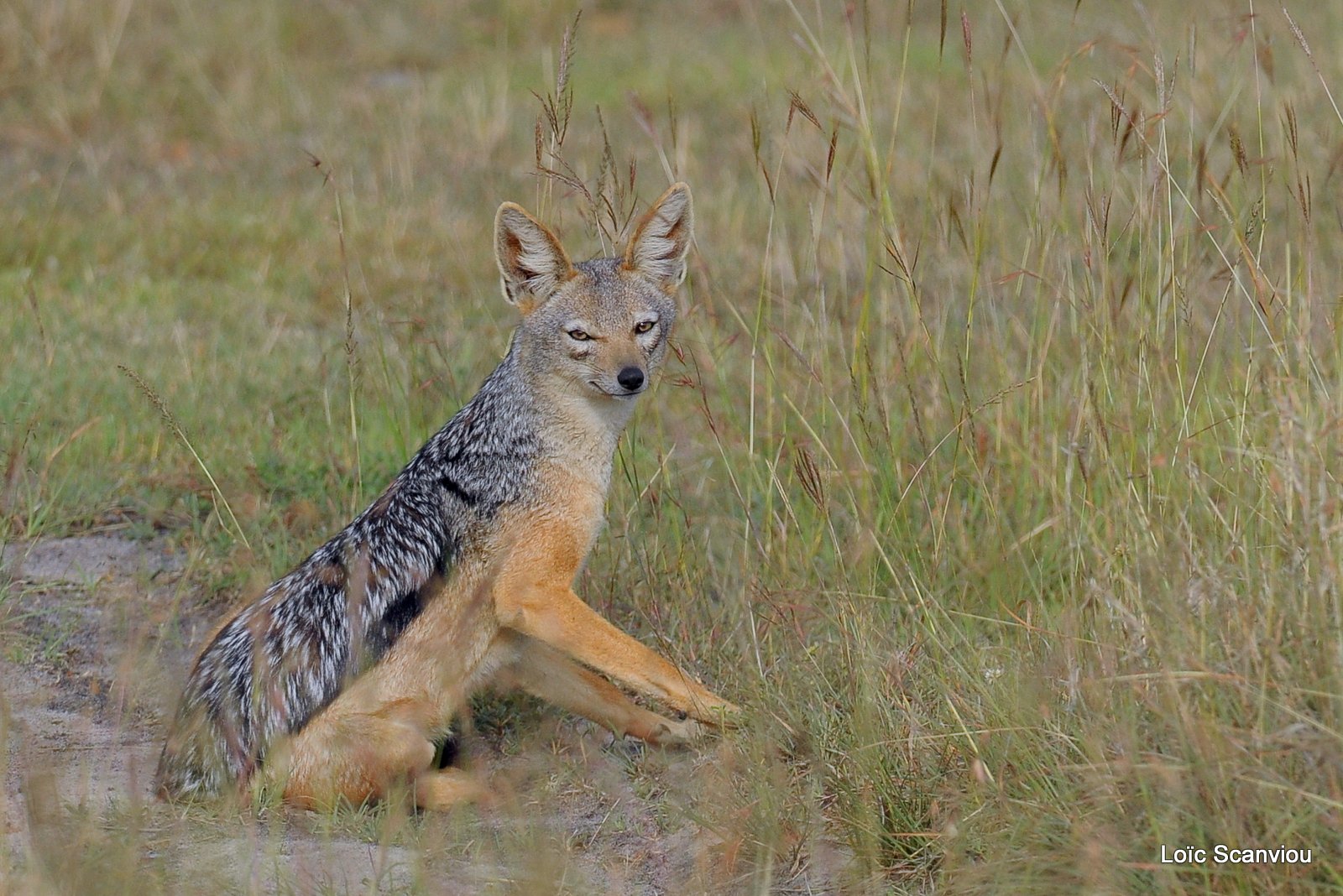 Chacal à chabraque/Black-backed Jackal (2)