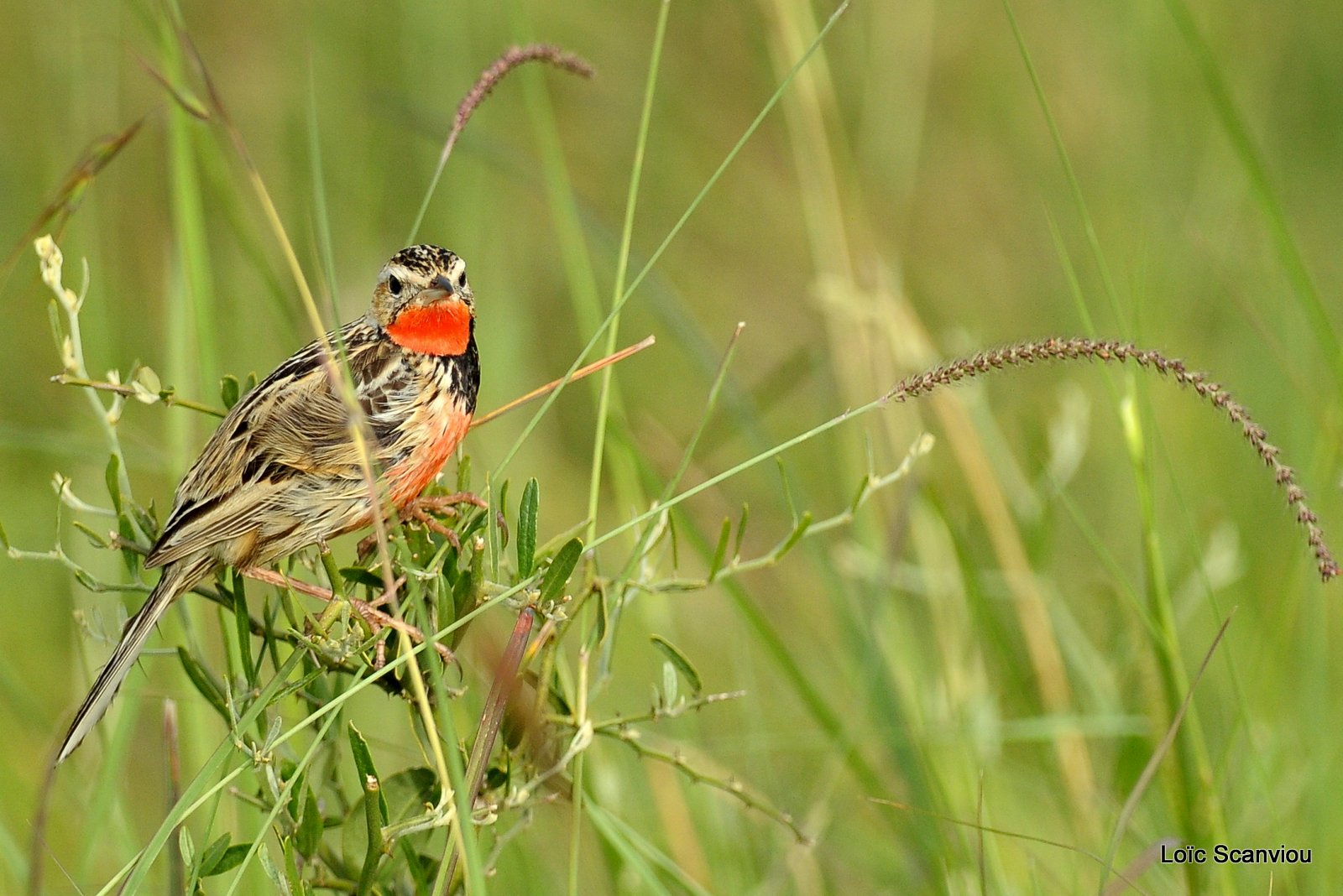 Sentinelle/Rosy-breasted Longclaw (1)
