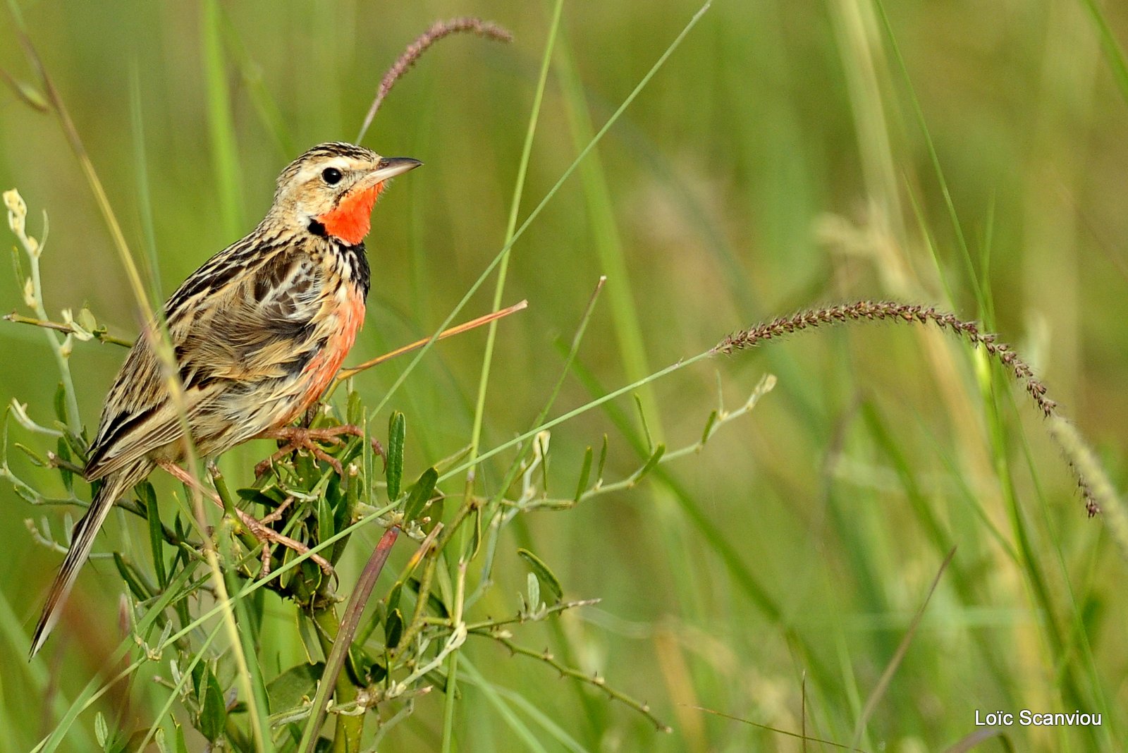 Sentinelle/Rosy-breasted Longclaw (2)
