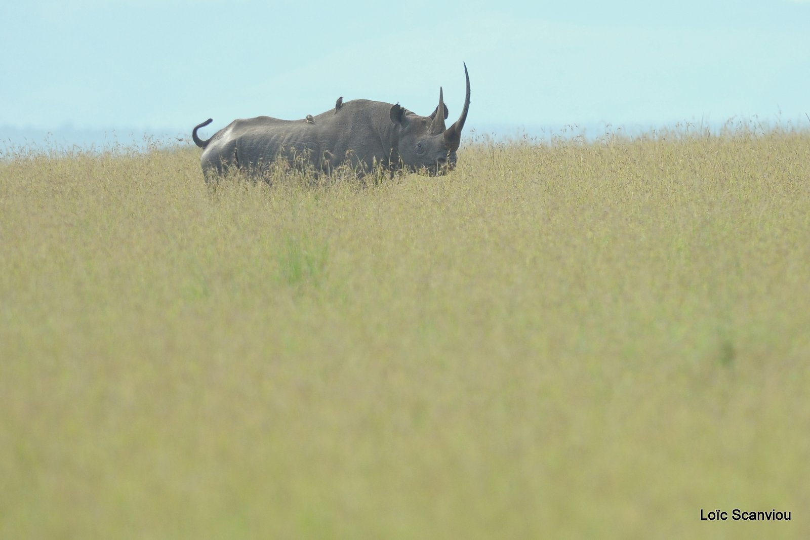 Rhinocéros noir/Black Rhino (1)