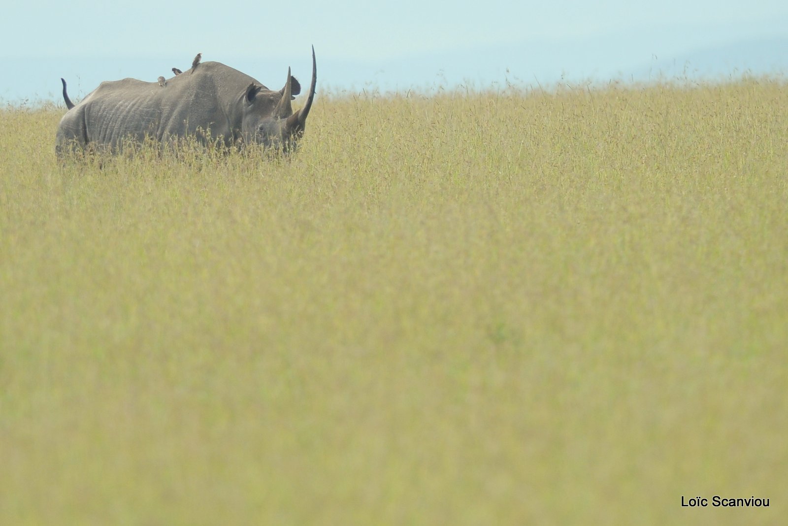 Rhinocéros noir/Black Rhino (2)