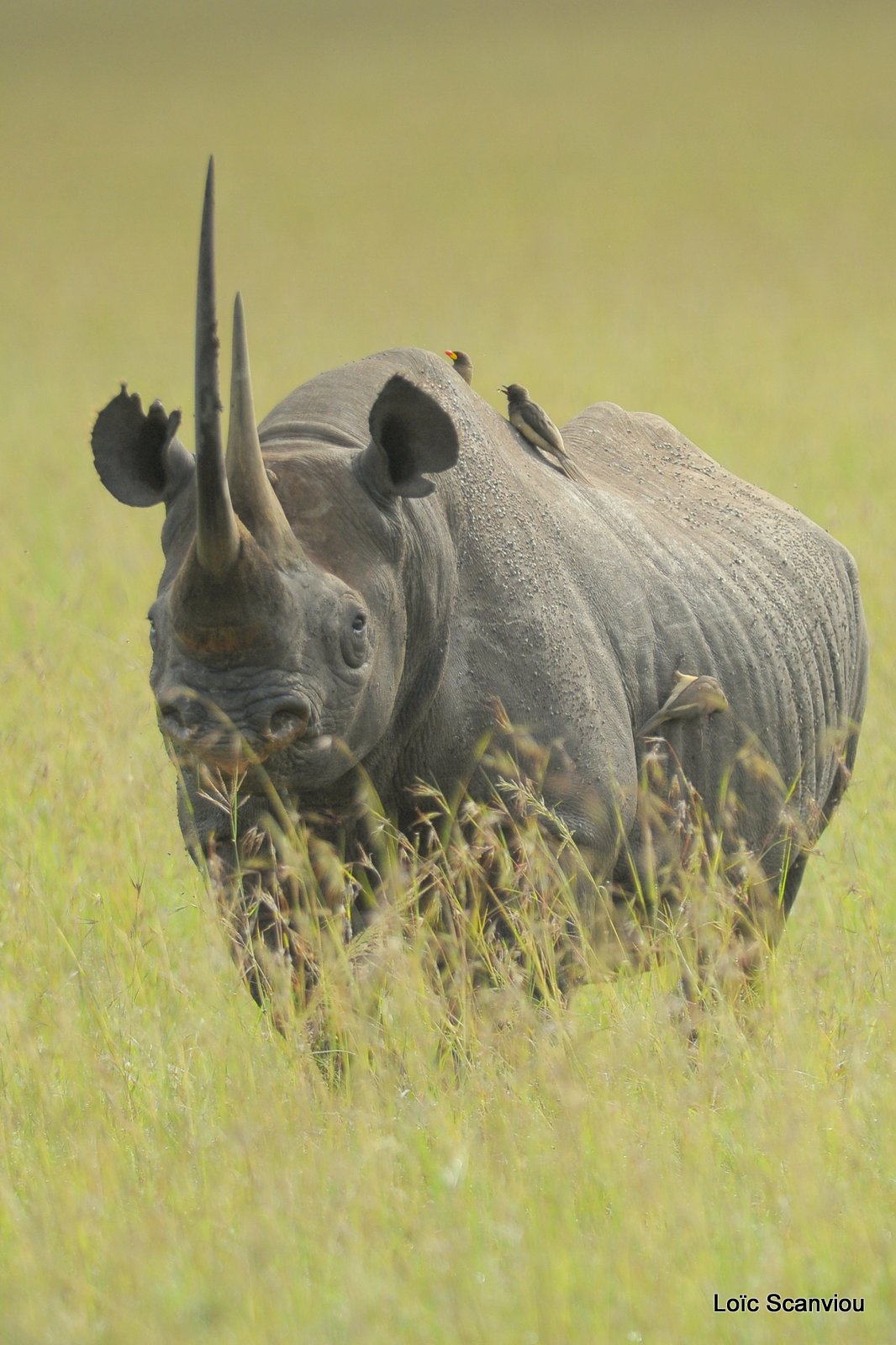 Rhinocéros noir/Black Rhino (3)