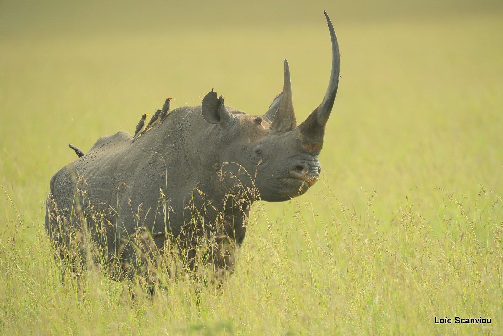 Rhinocéros noir/Black Rhino (4)