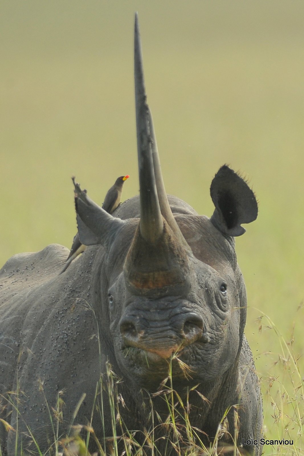 Rhinocéros noir/Black Rhino (5)