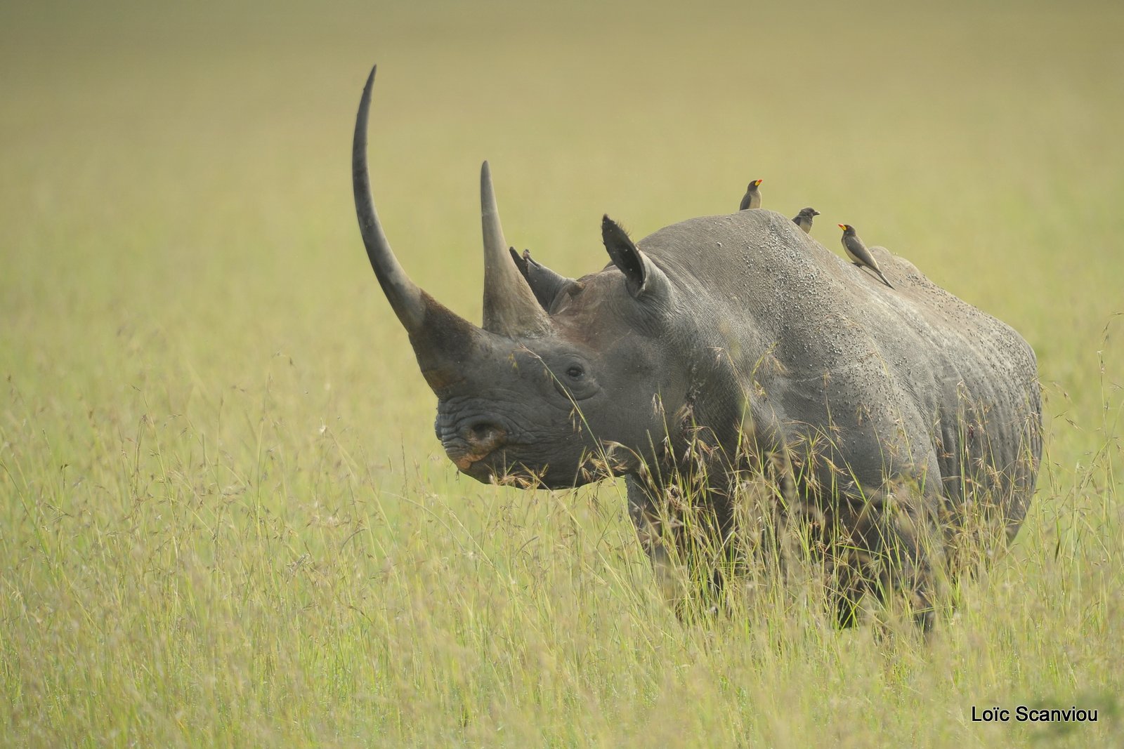 Rhinocéros noir/Black Rhino (6)