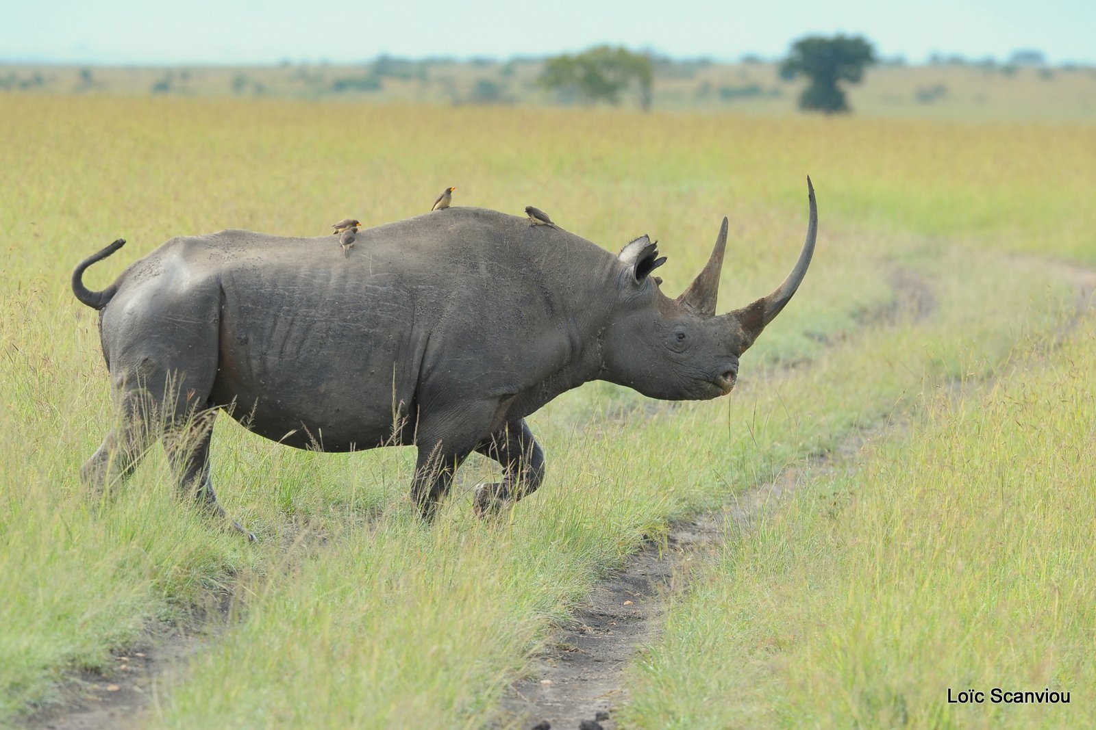 Rhinocéros noir/Black Rhino (8)