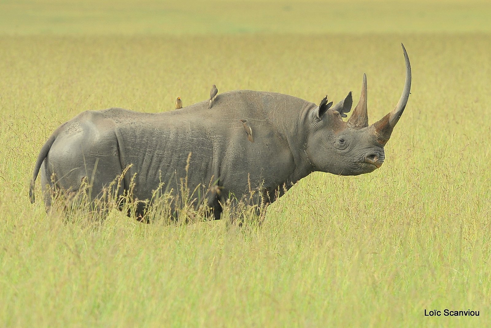 Rhinocéros noir/Black Rhino (9)
