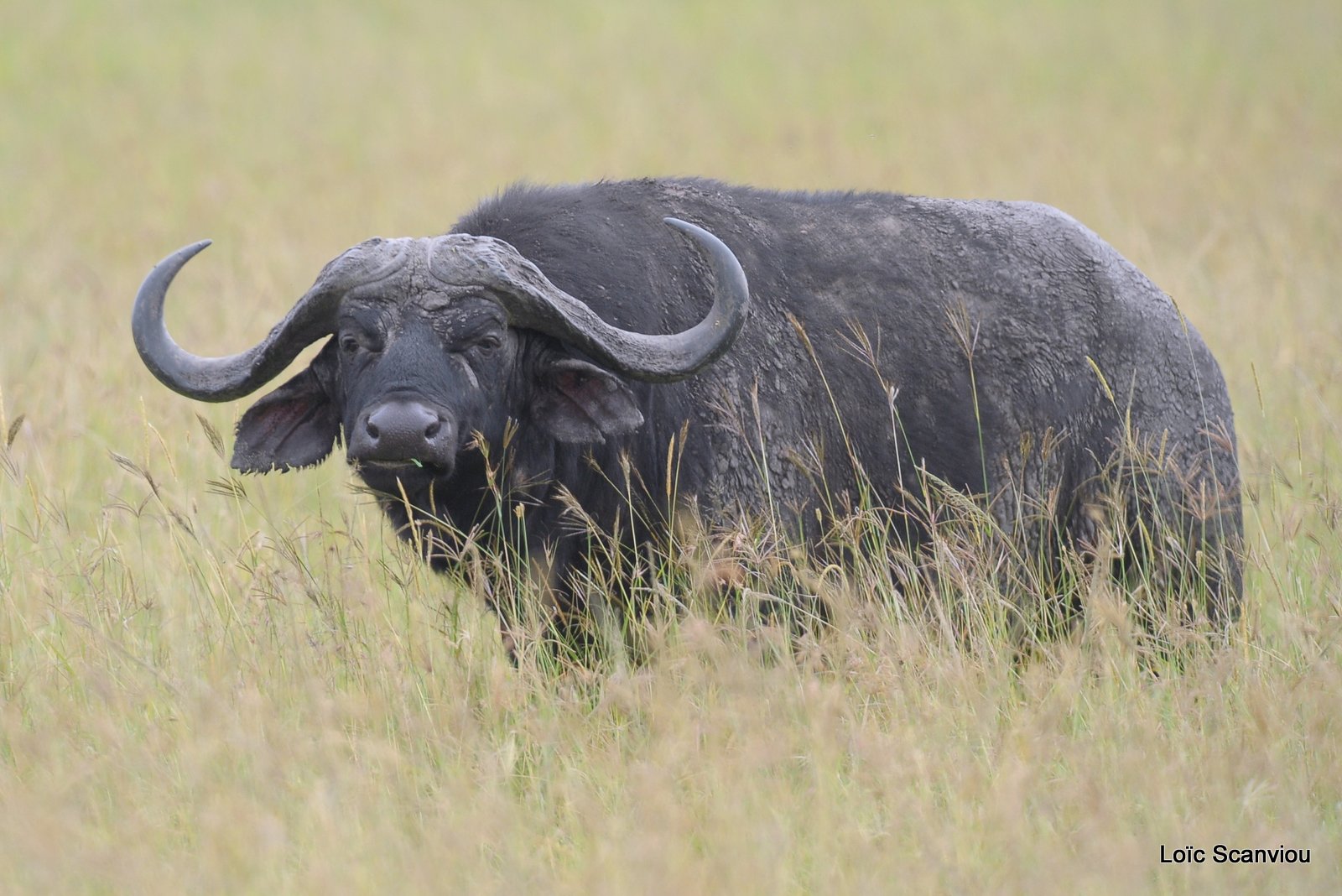 Buffle du Cap/Cape Buffalo (1)