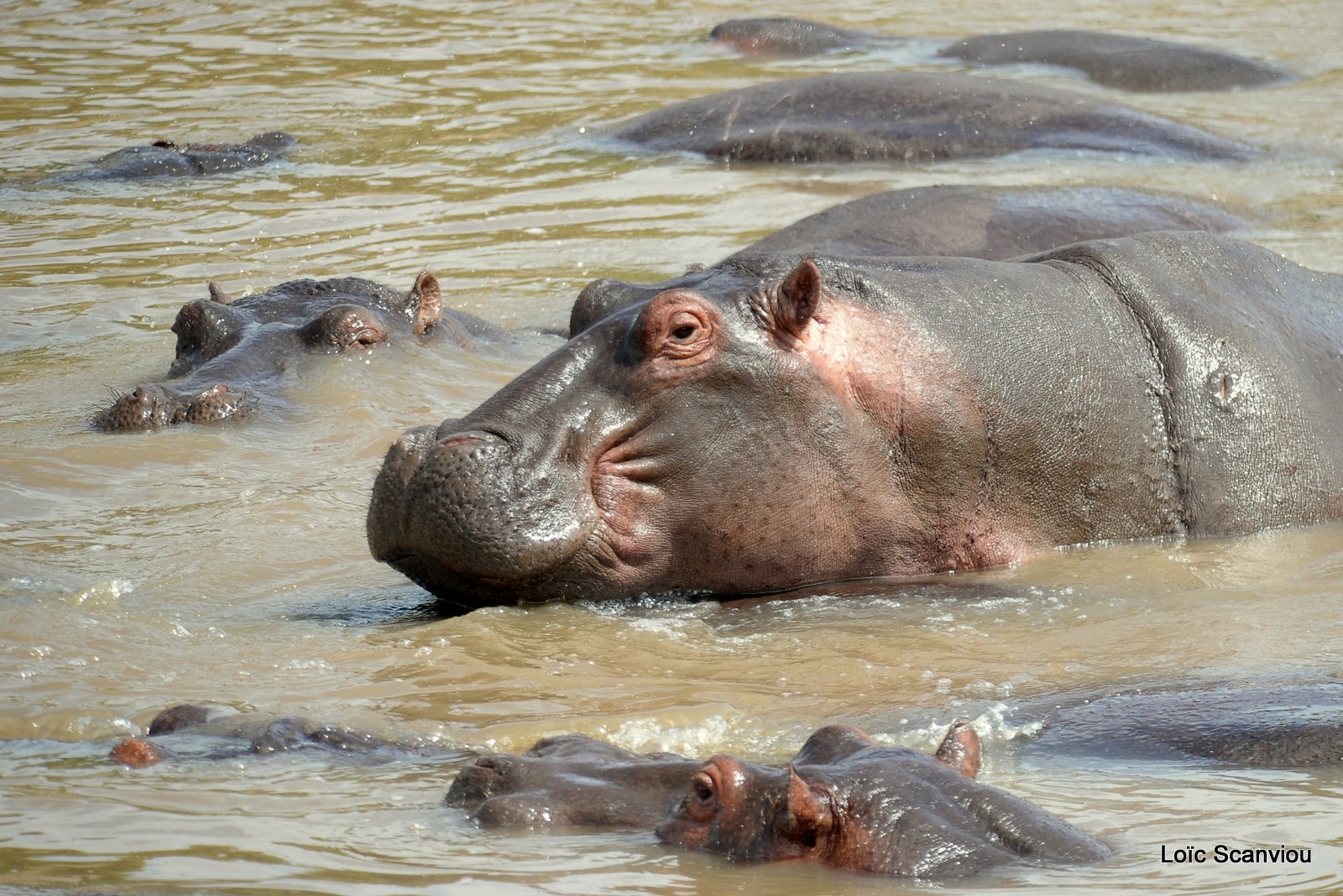 Hippopotame/Hippopotamus (5)