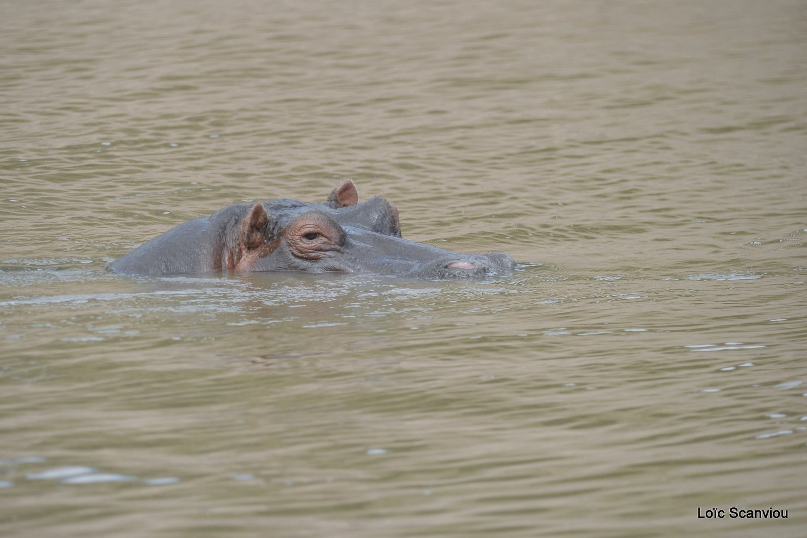 Hippopotame/Hippopotamus (6)