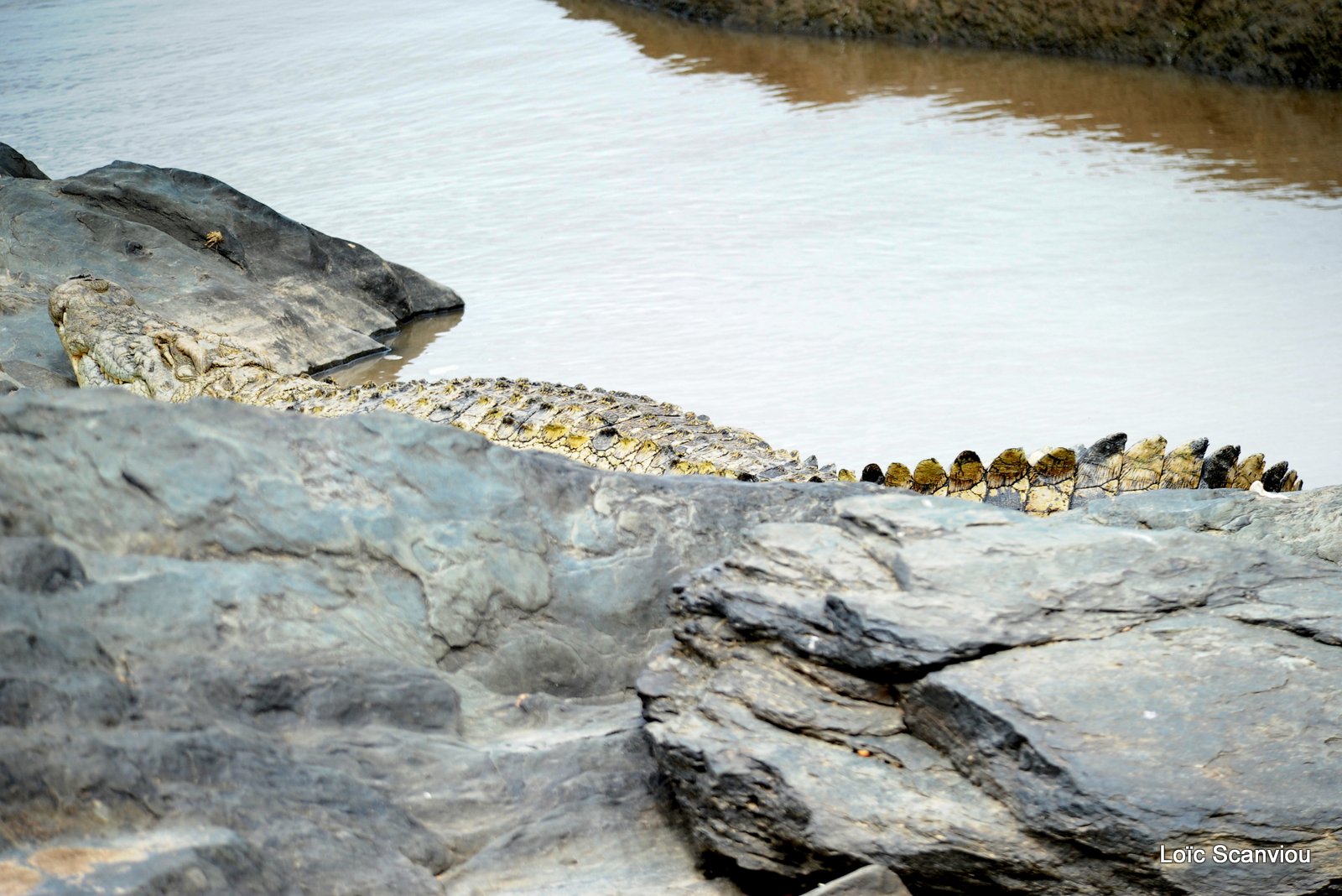 Crocodile (2)