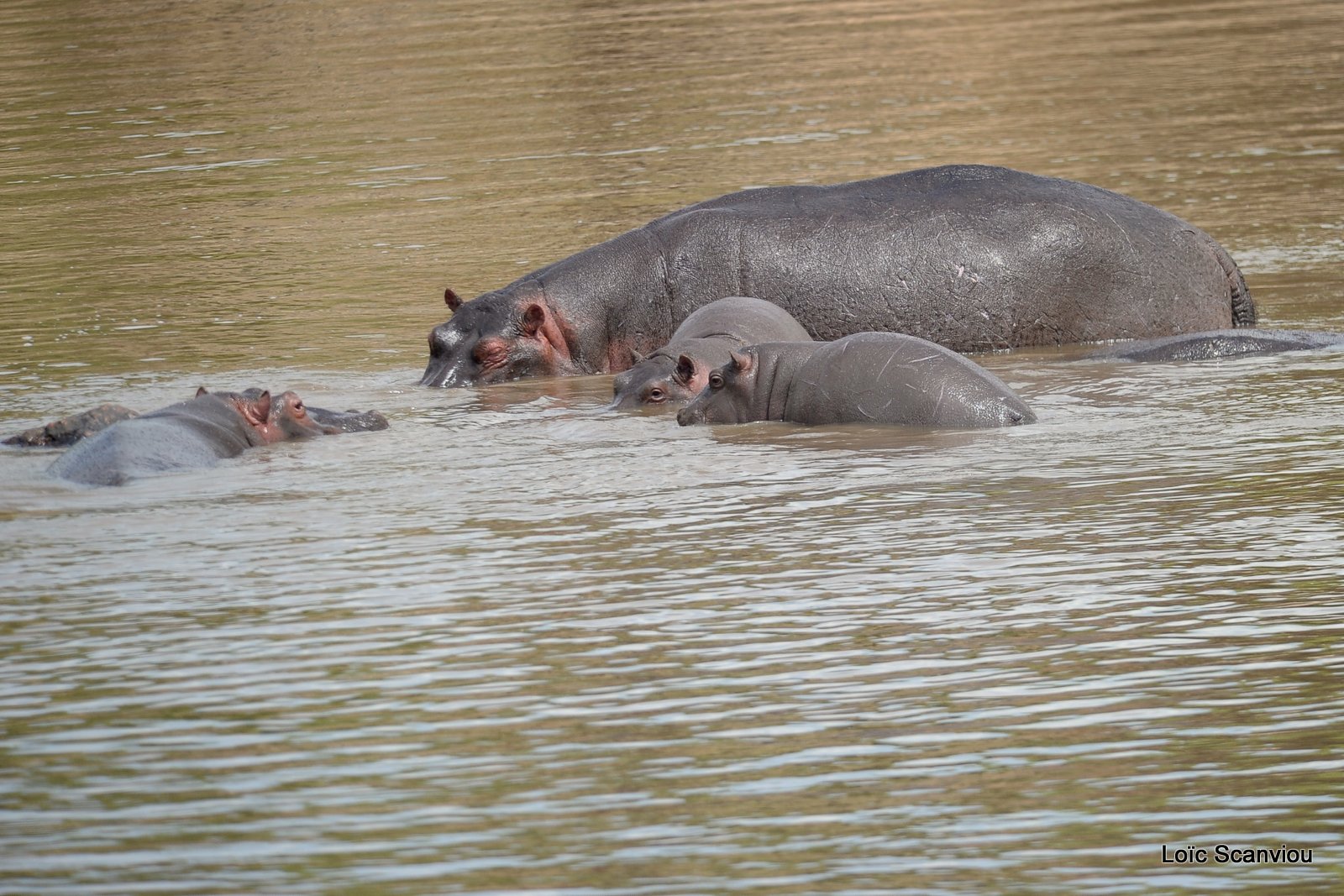 Hippopotame/Hippopotamus (7)