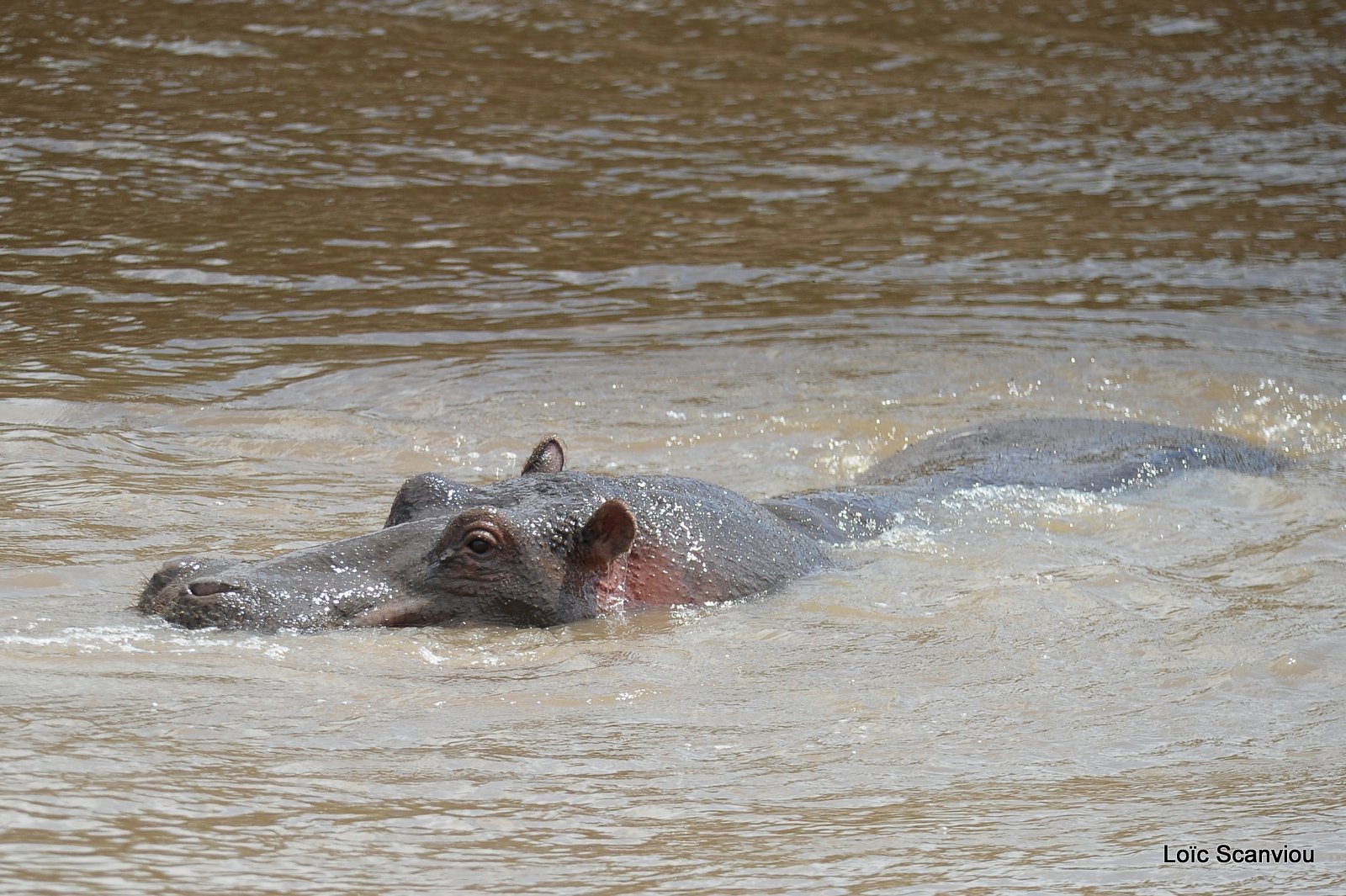 Hippopotame/Hippopotamus (8)