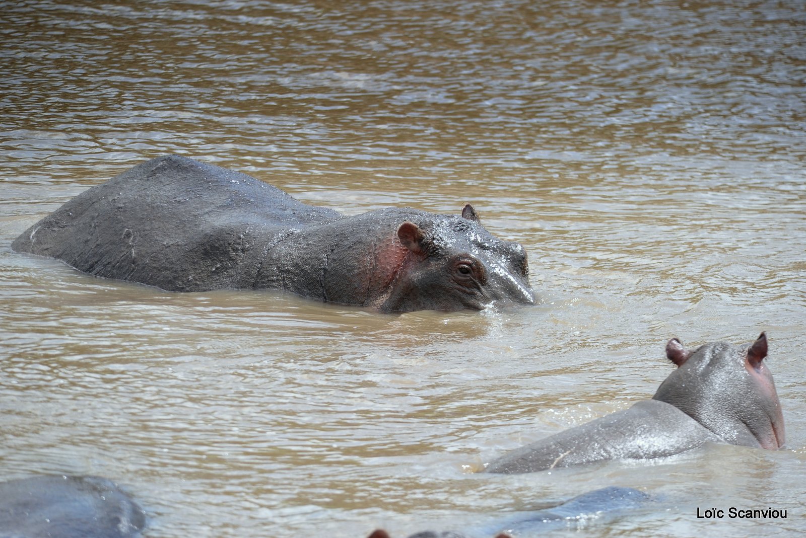Hippopotame/Hippopotamus (9)