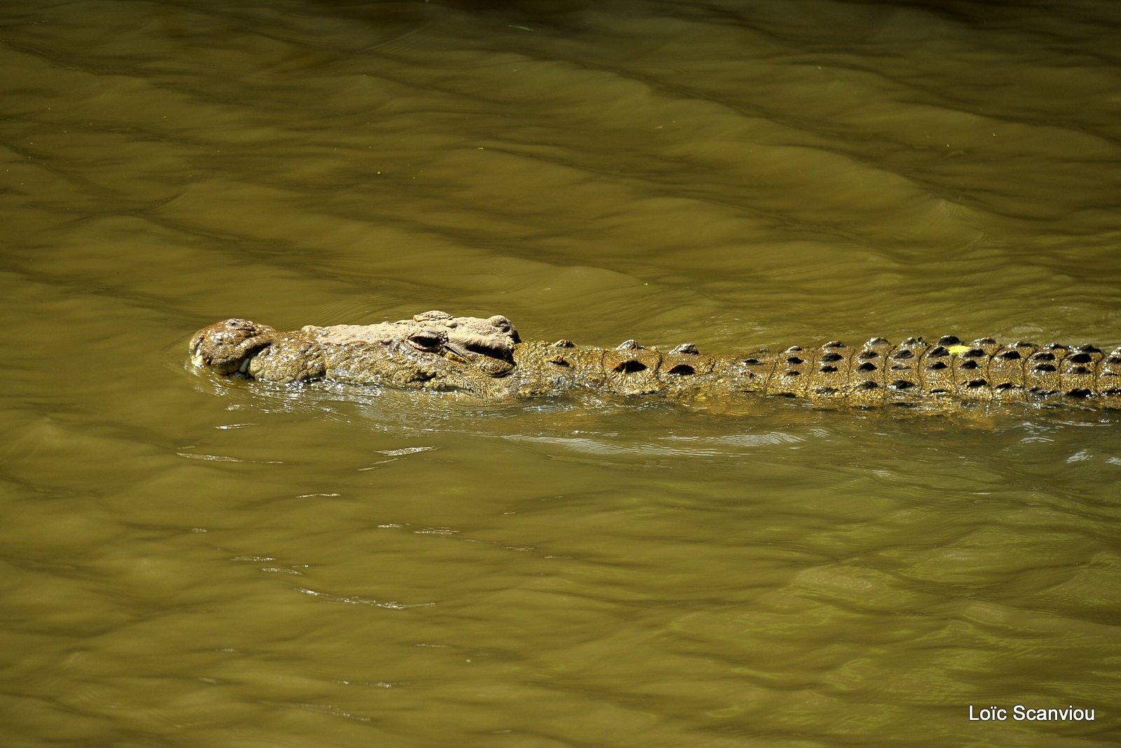 Crocodile (3)