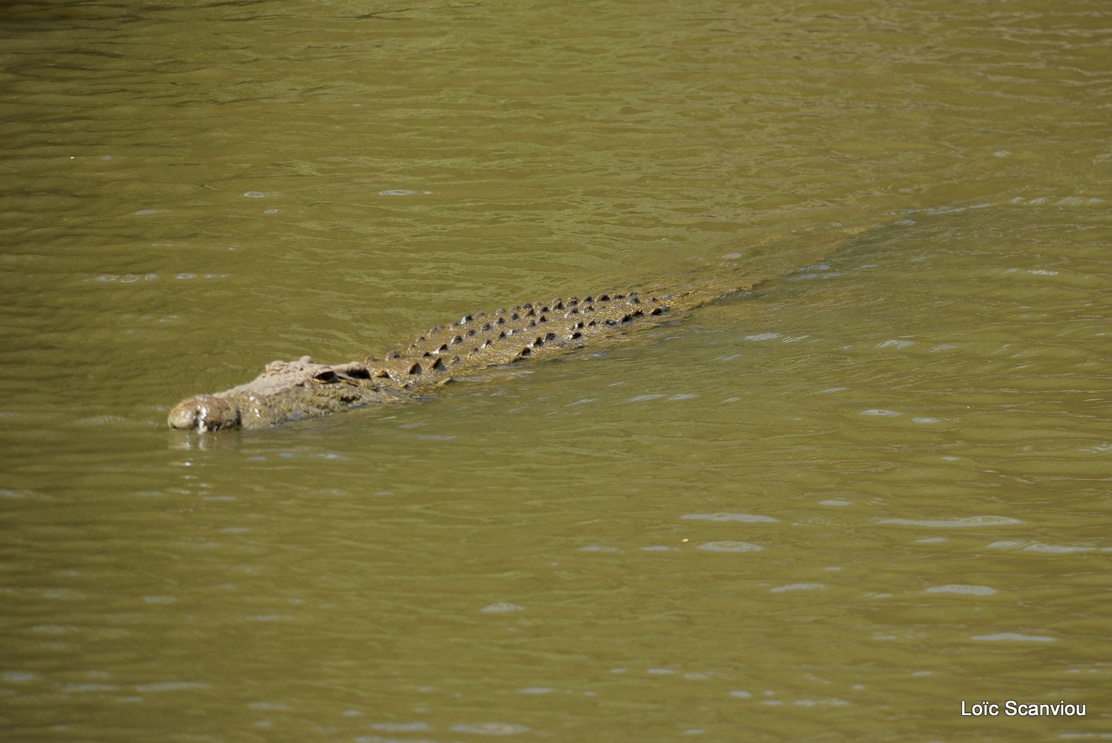 Crocodile (4)