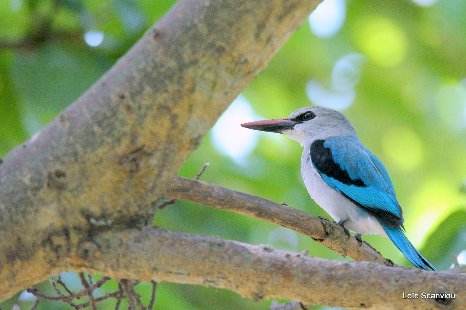Martin-chasseur du Sénégal/Woodland Kingfisher (1)